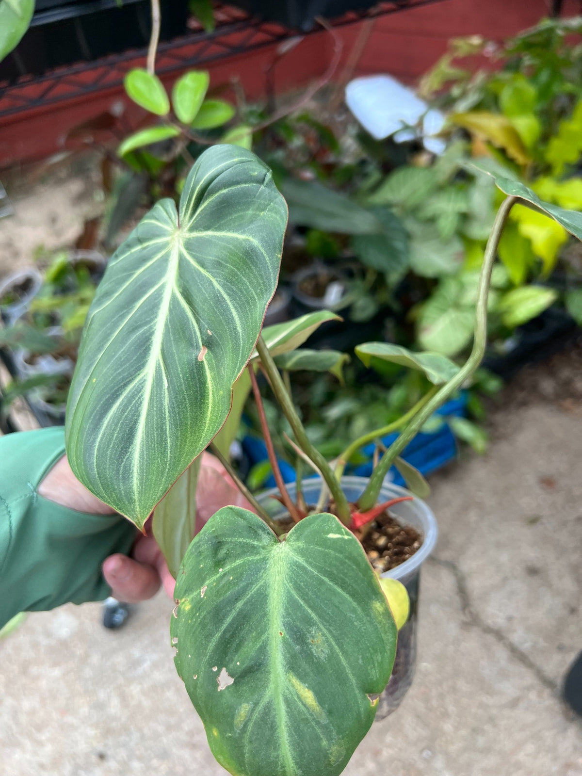Philodendron Gloriosum at Mulliken Nursery, showing foliage and plant condition
