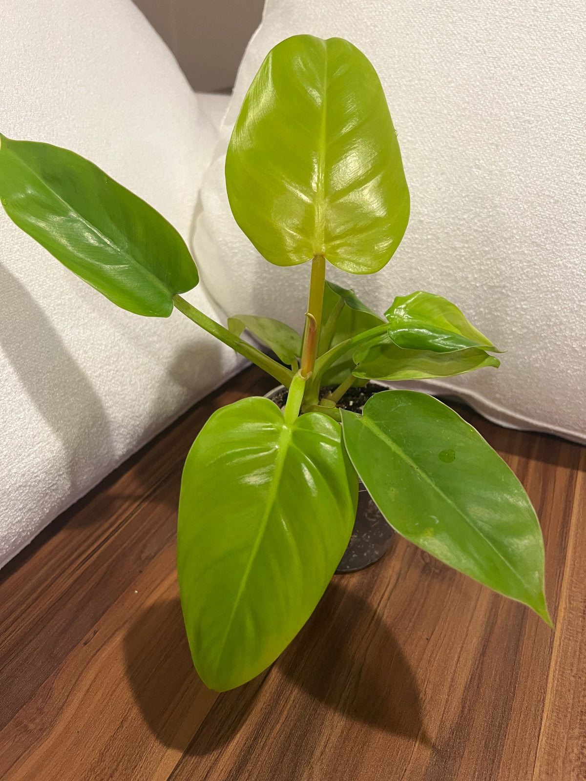 Philodendron Moonlight with lime-green foliage, view 1