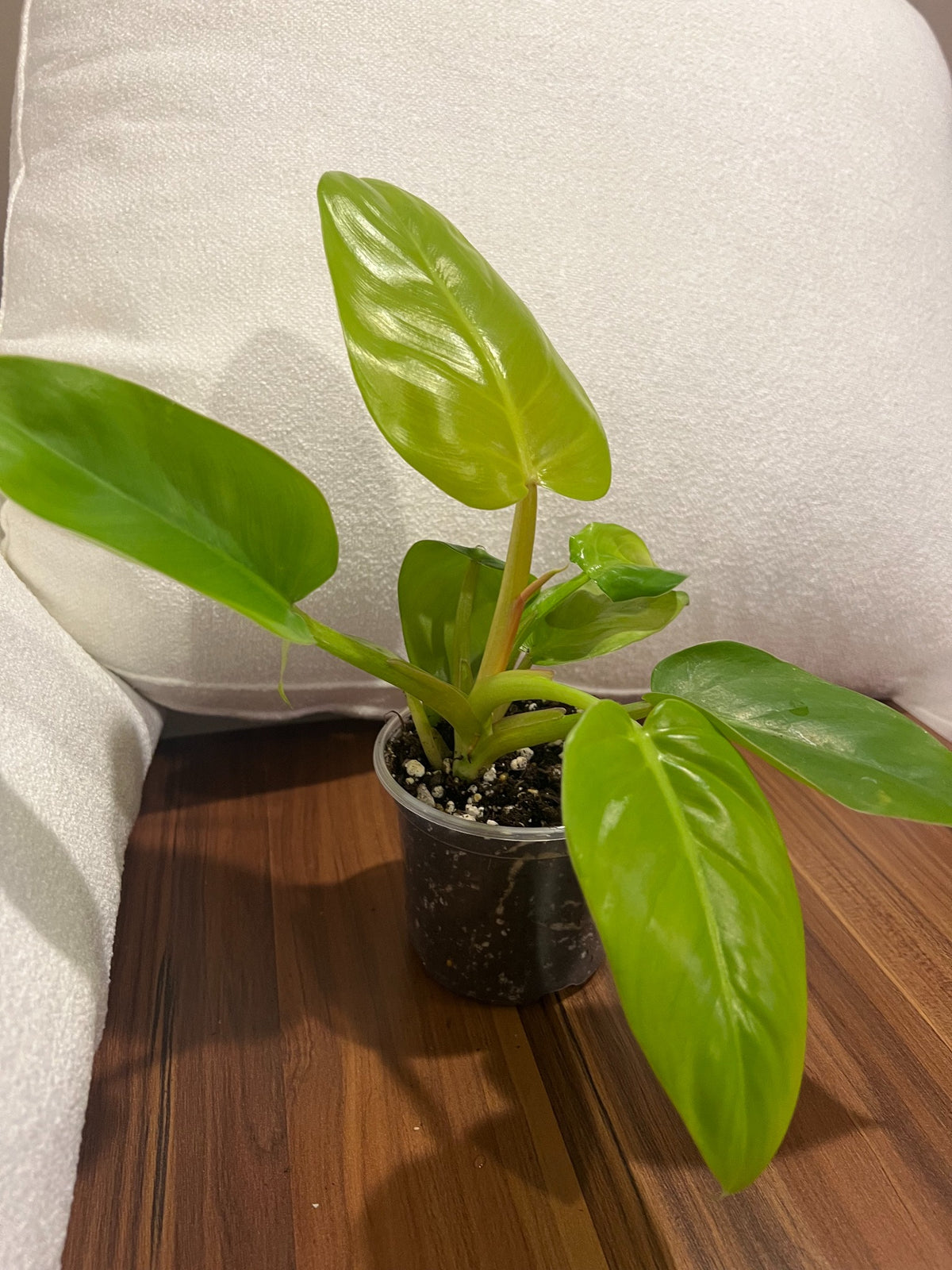 Philodendron Moonlight with lime-green foliage, view 2
