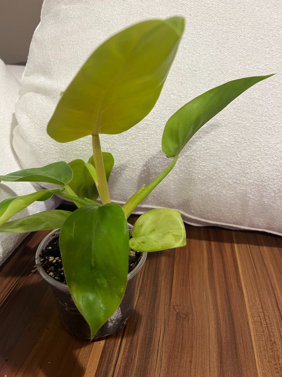 Philodendron Moonlight with lime-green foliage, view 3