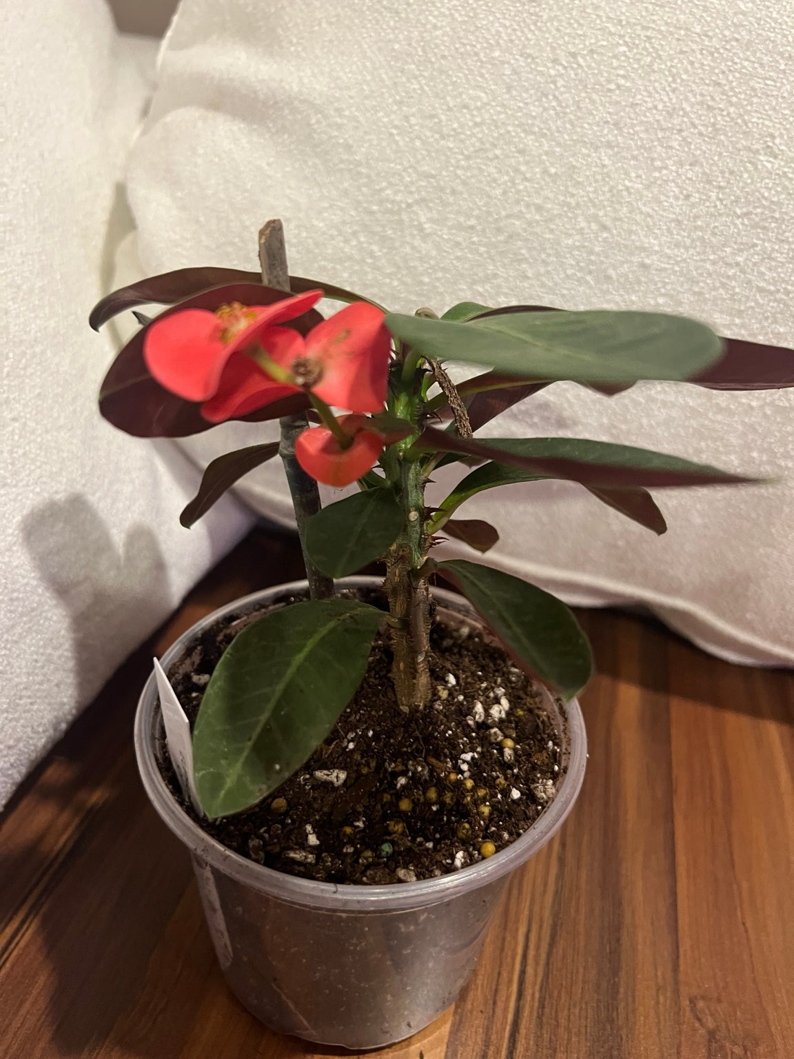 Side view of red Crown of Thorns in a 4-inch pot
