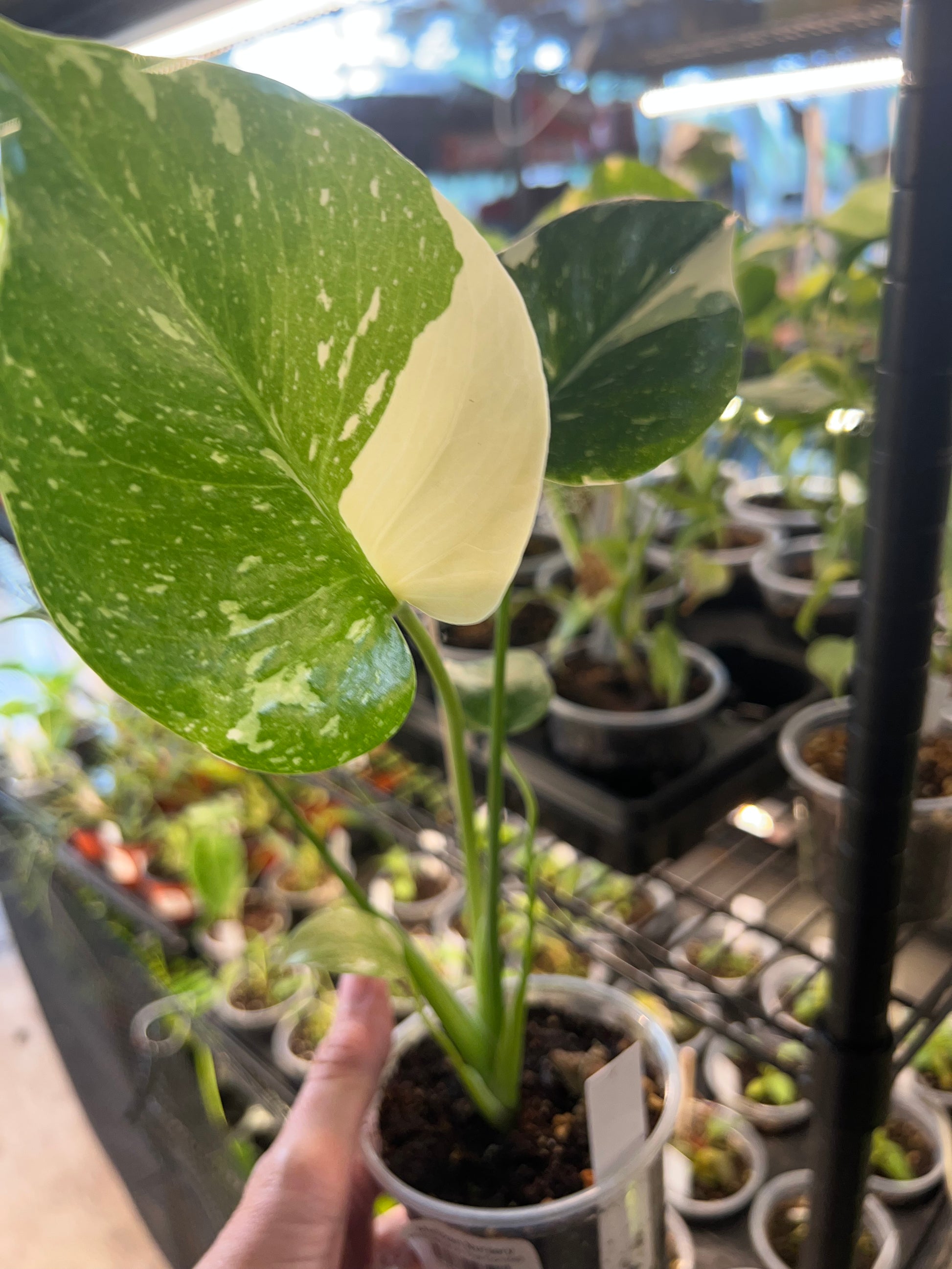 Monstera Thai Constellation - 8in