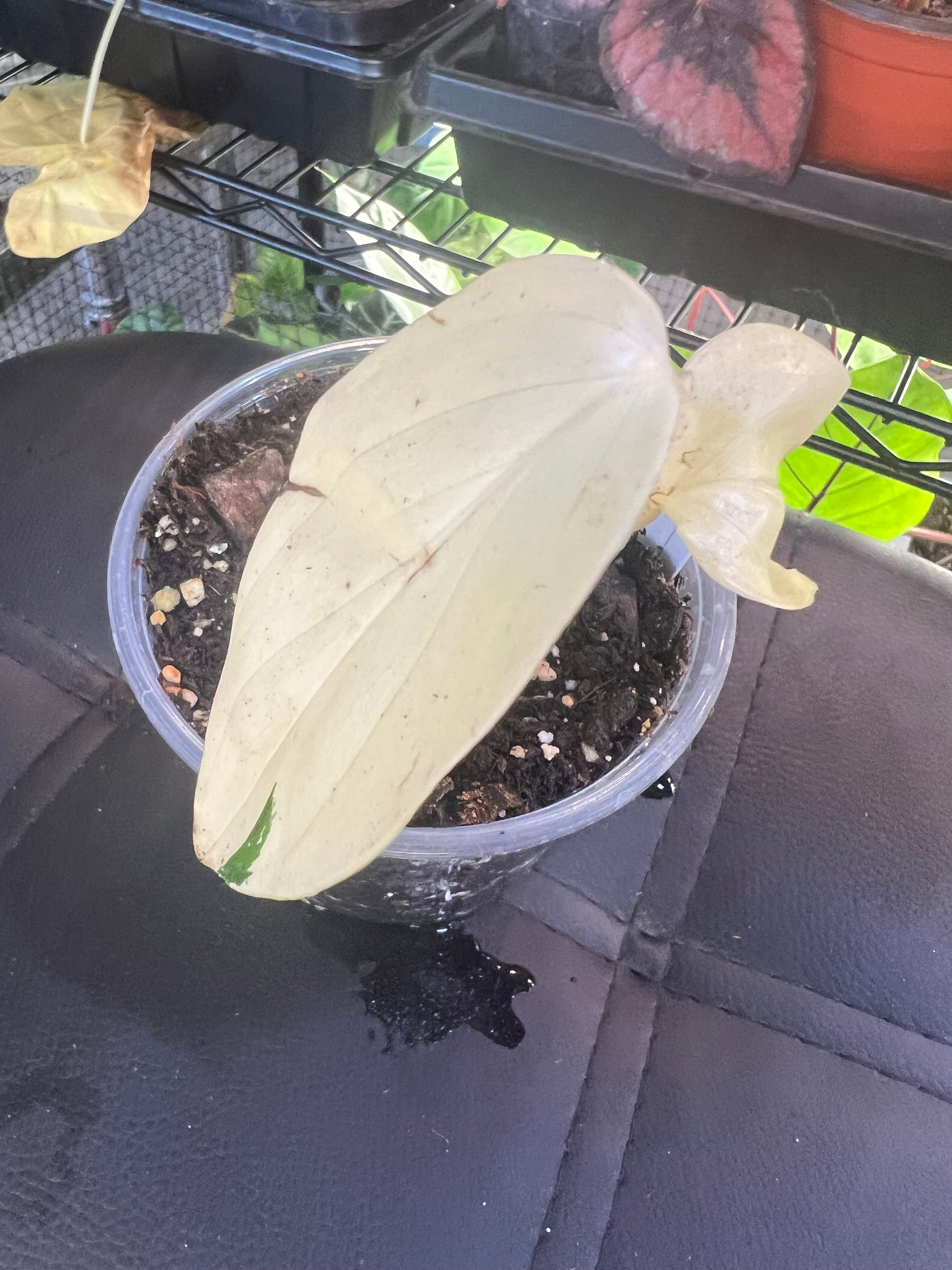 Monstera Albo