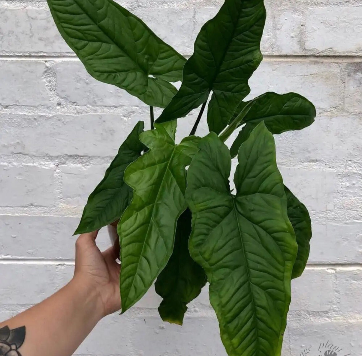 Syngonium Steyermarkii (4")