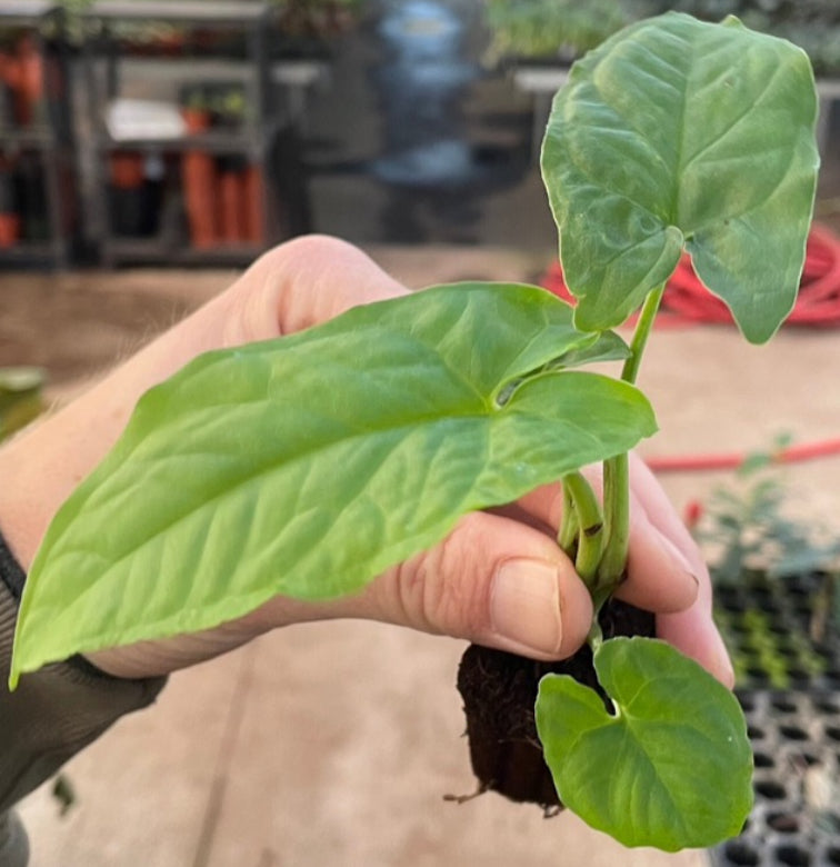 Syngonium Steyermarkii live syngonium from Mulliken Nursery