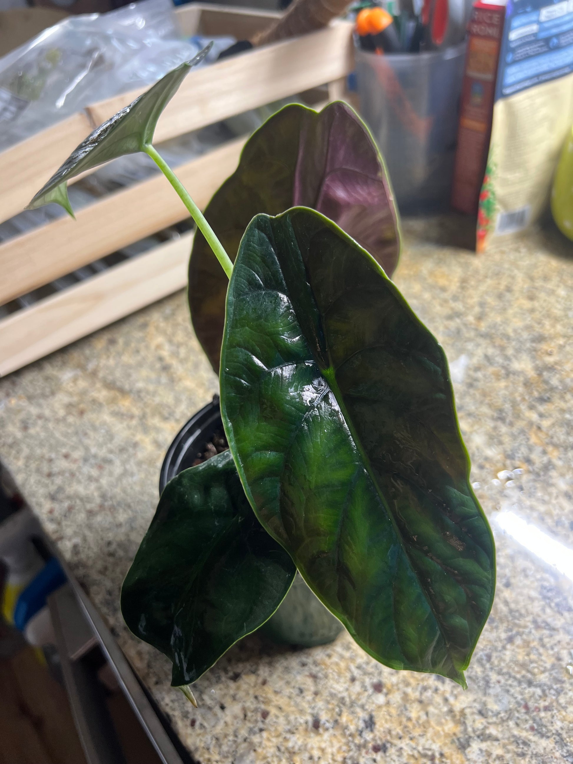 Alocasia Green Unicorn