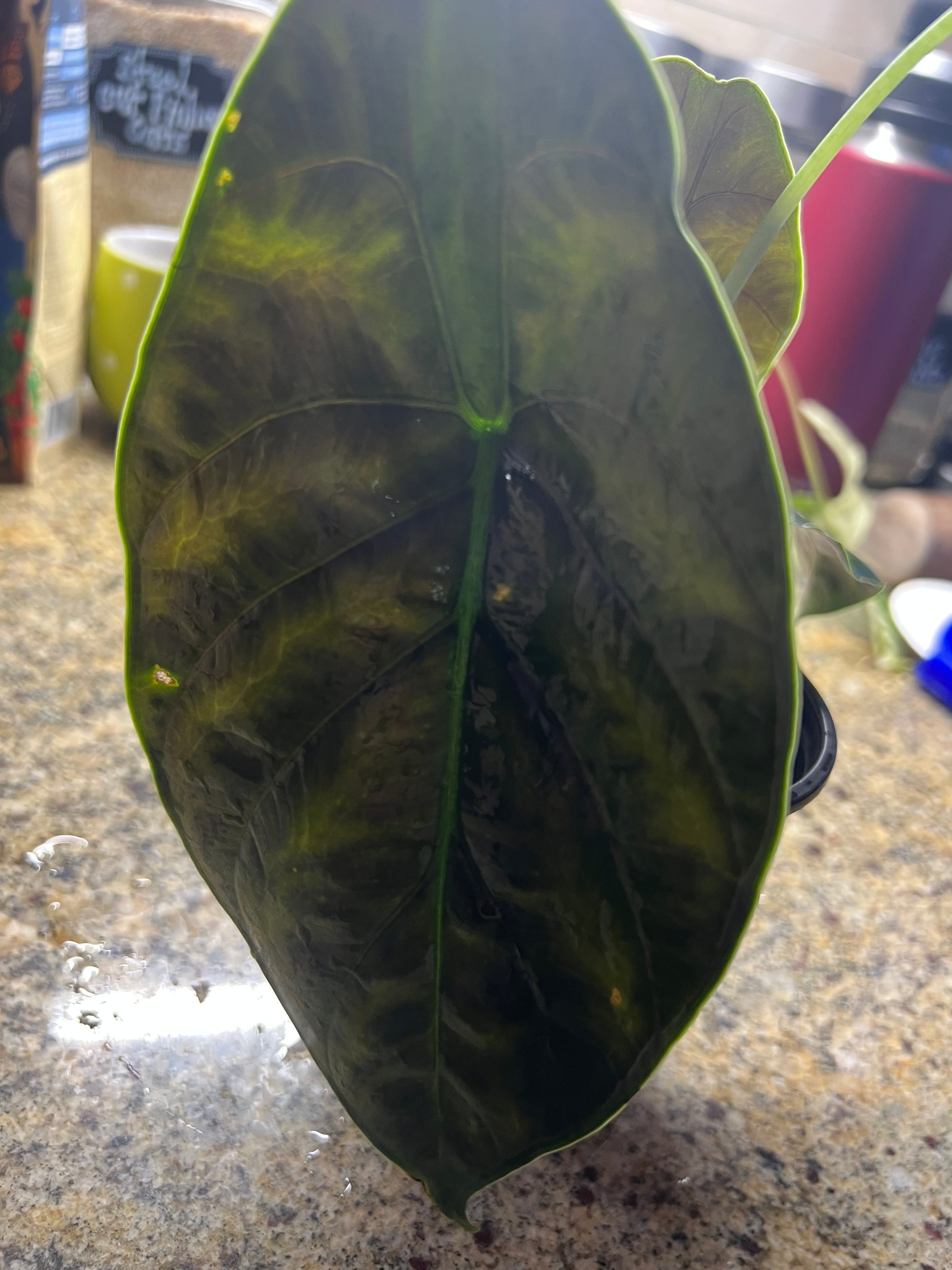 Alocasia Green Unicorn