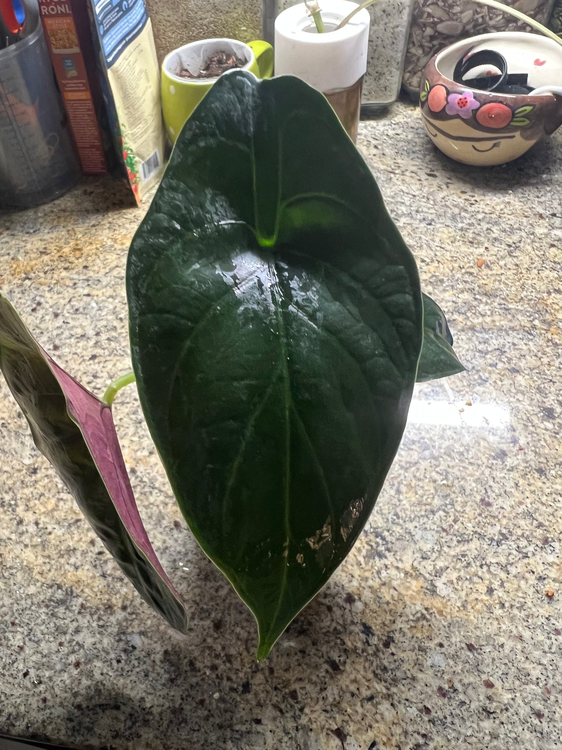 Alocasia Green Unicorn