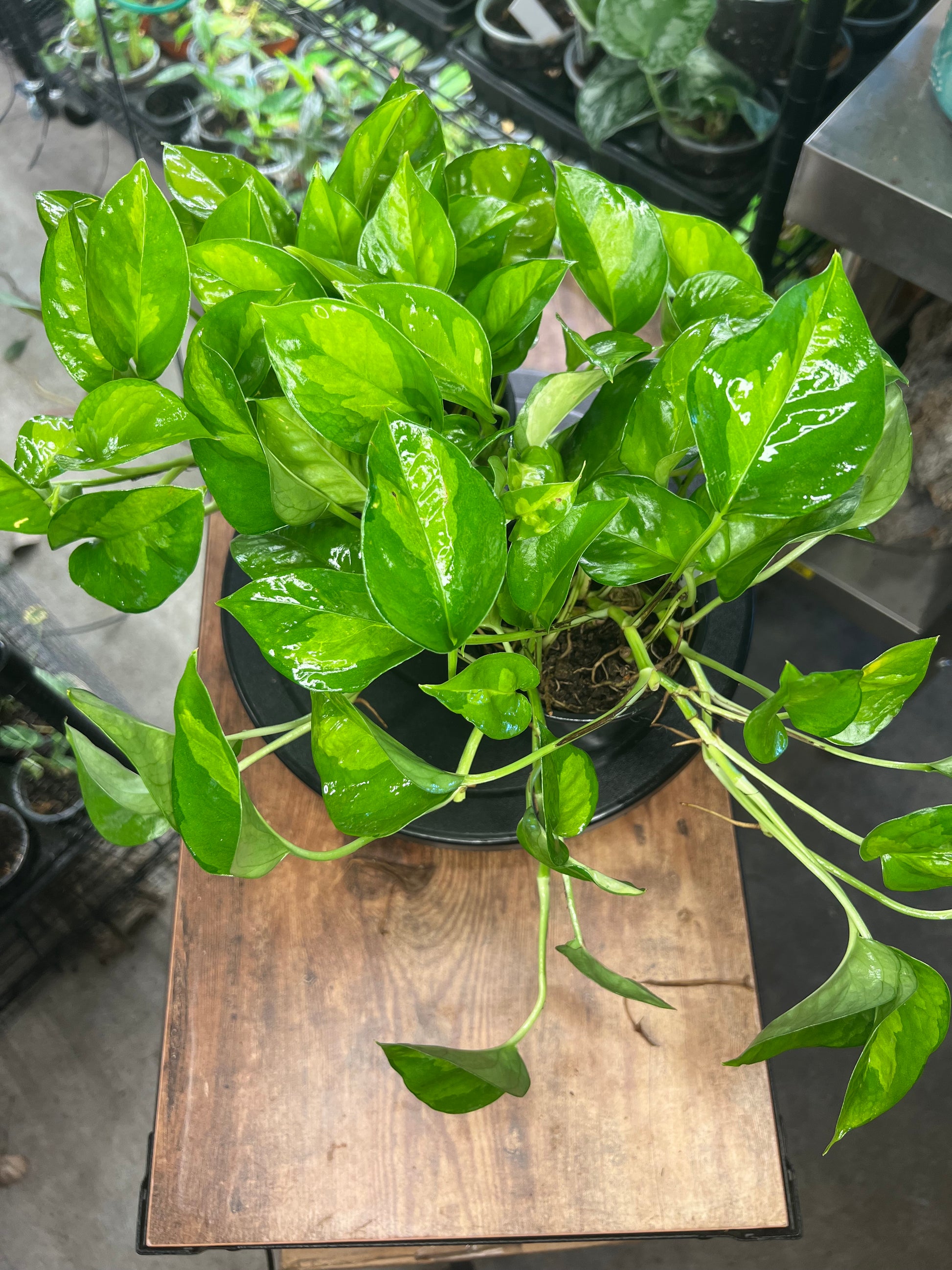 Epipremnum aureum 'Global Green'(Basket)
