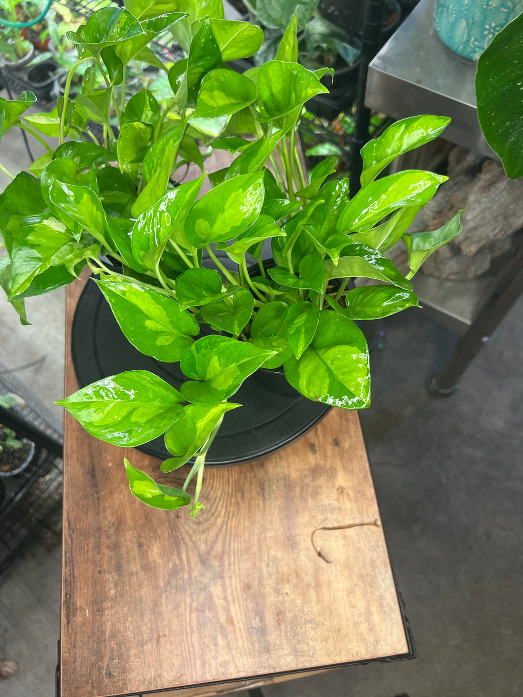 Epipremnum aureum 'Global Green'(Basket)