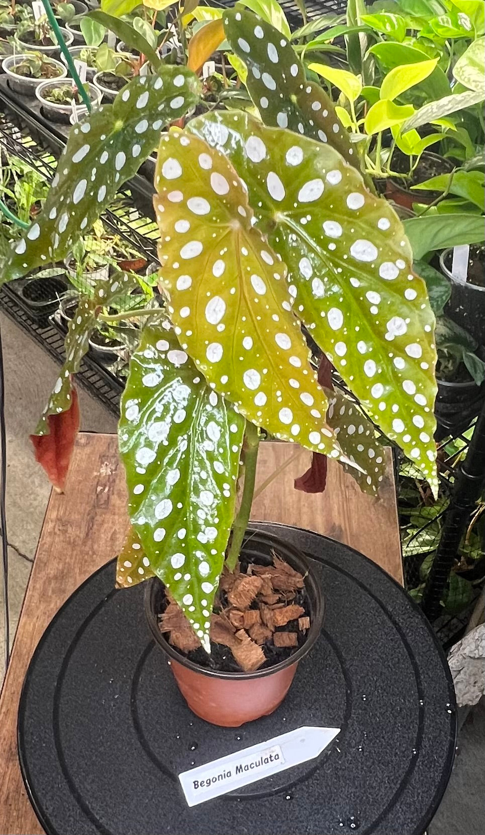 Begonia Maculata or polka dot  4")