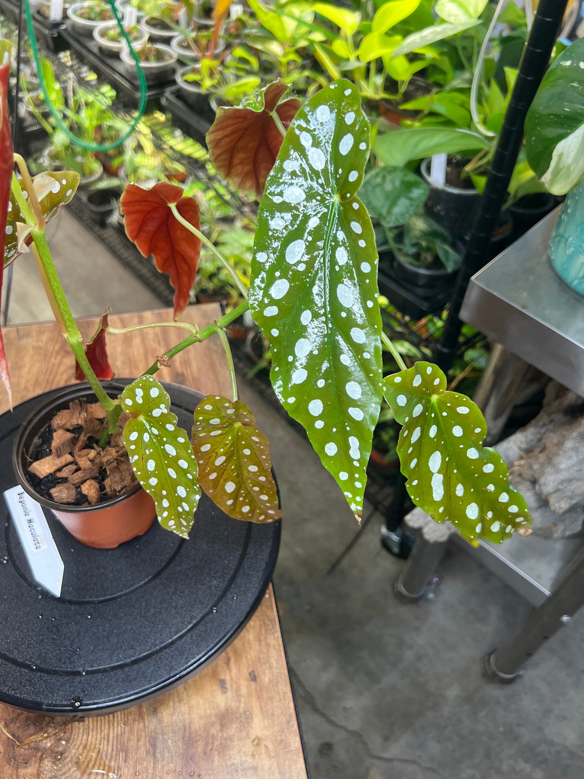 Begonia Maculata or polka dot  4")