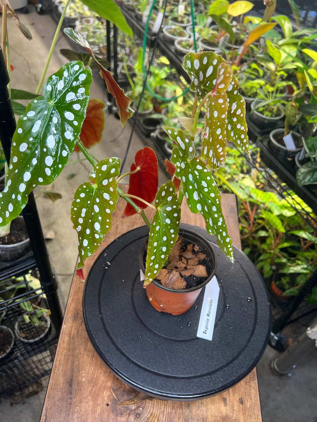 Begonia Maculata or polka dot  4")