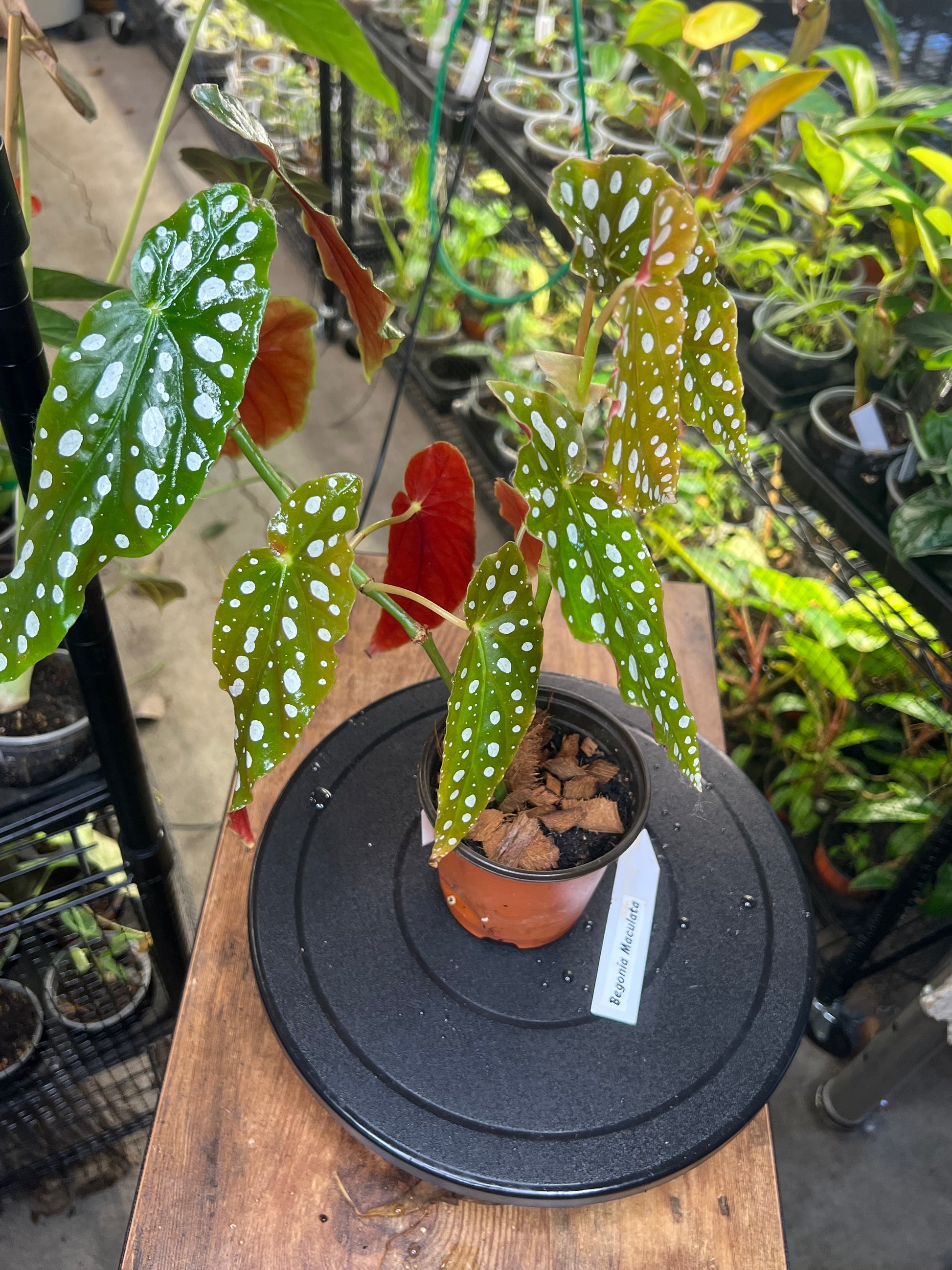 Begonia Maculata or polka dot  4")