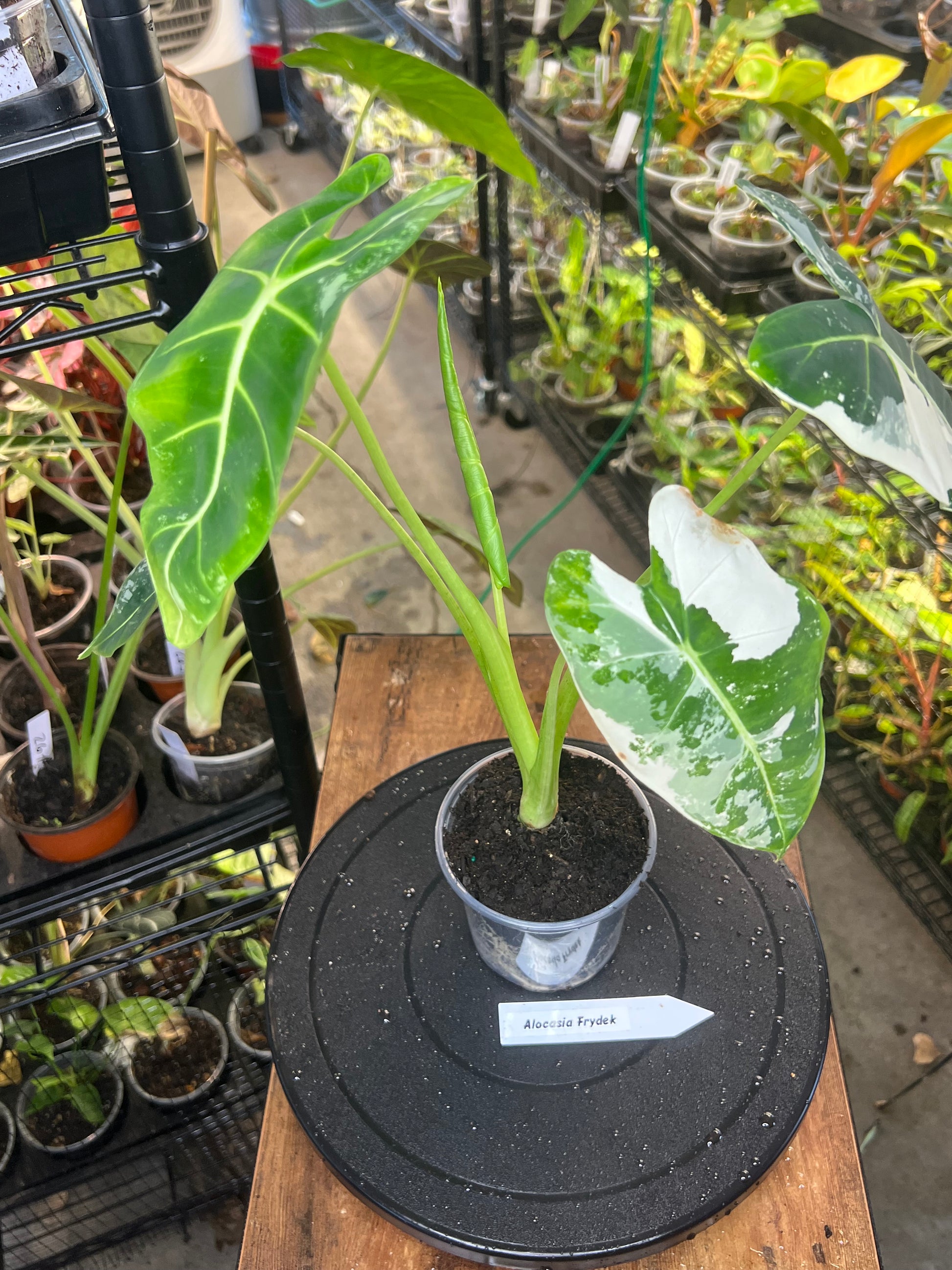Alocasia Frydek (4”)