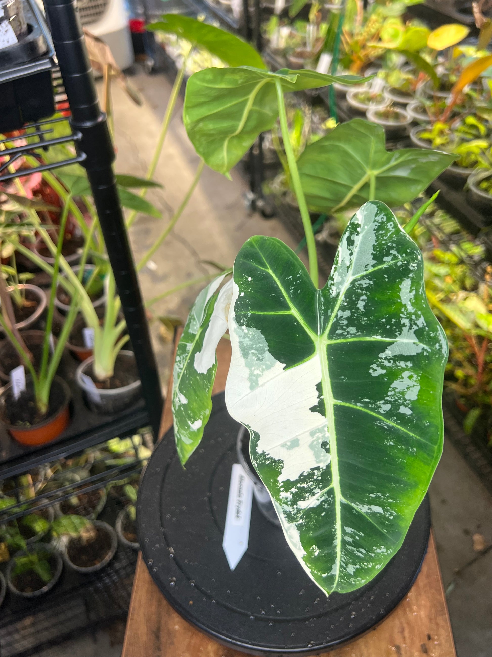 Alocasia Frydek (4”)