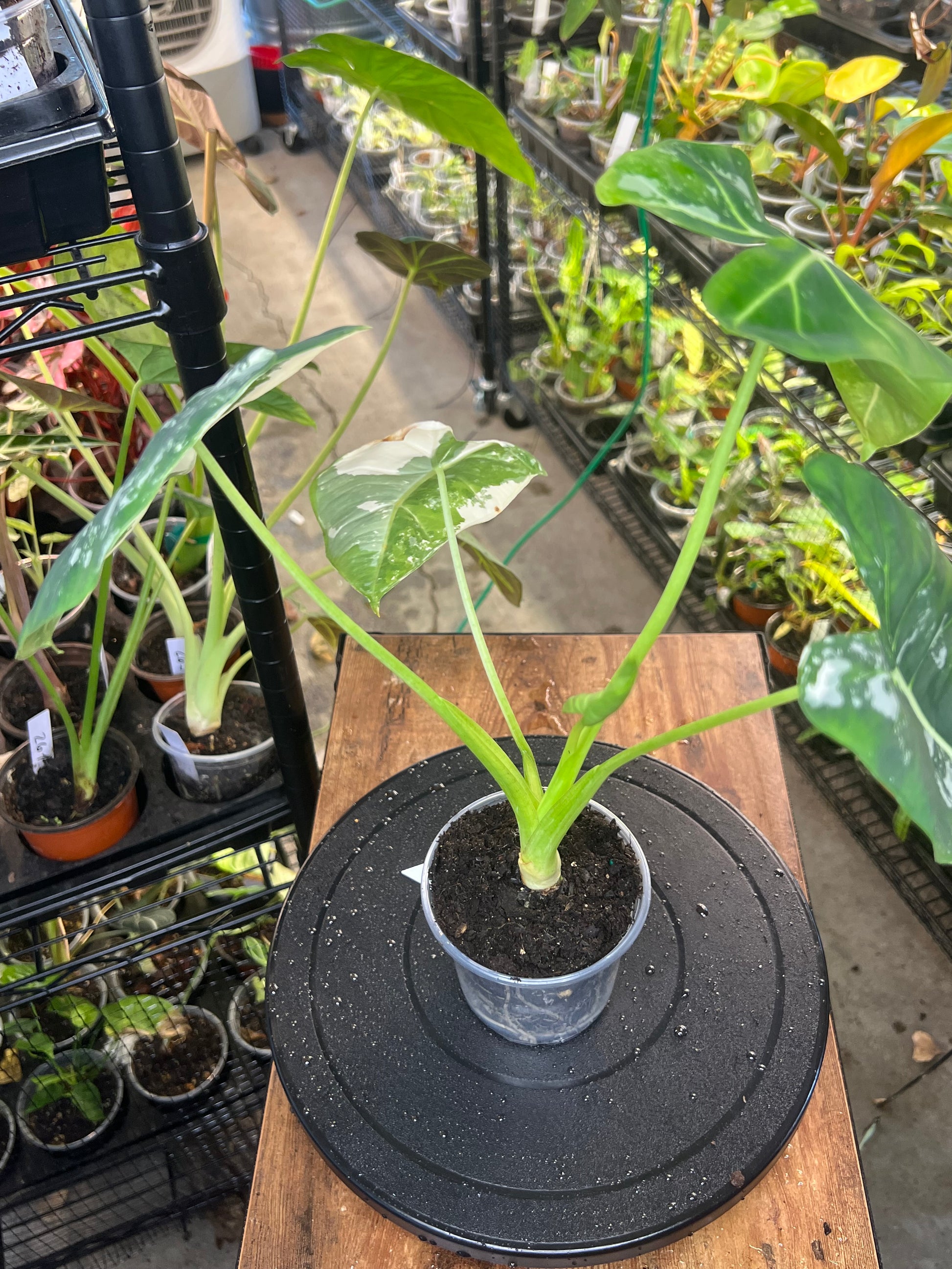 Alocasia Frydek (4”)