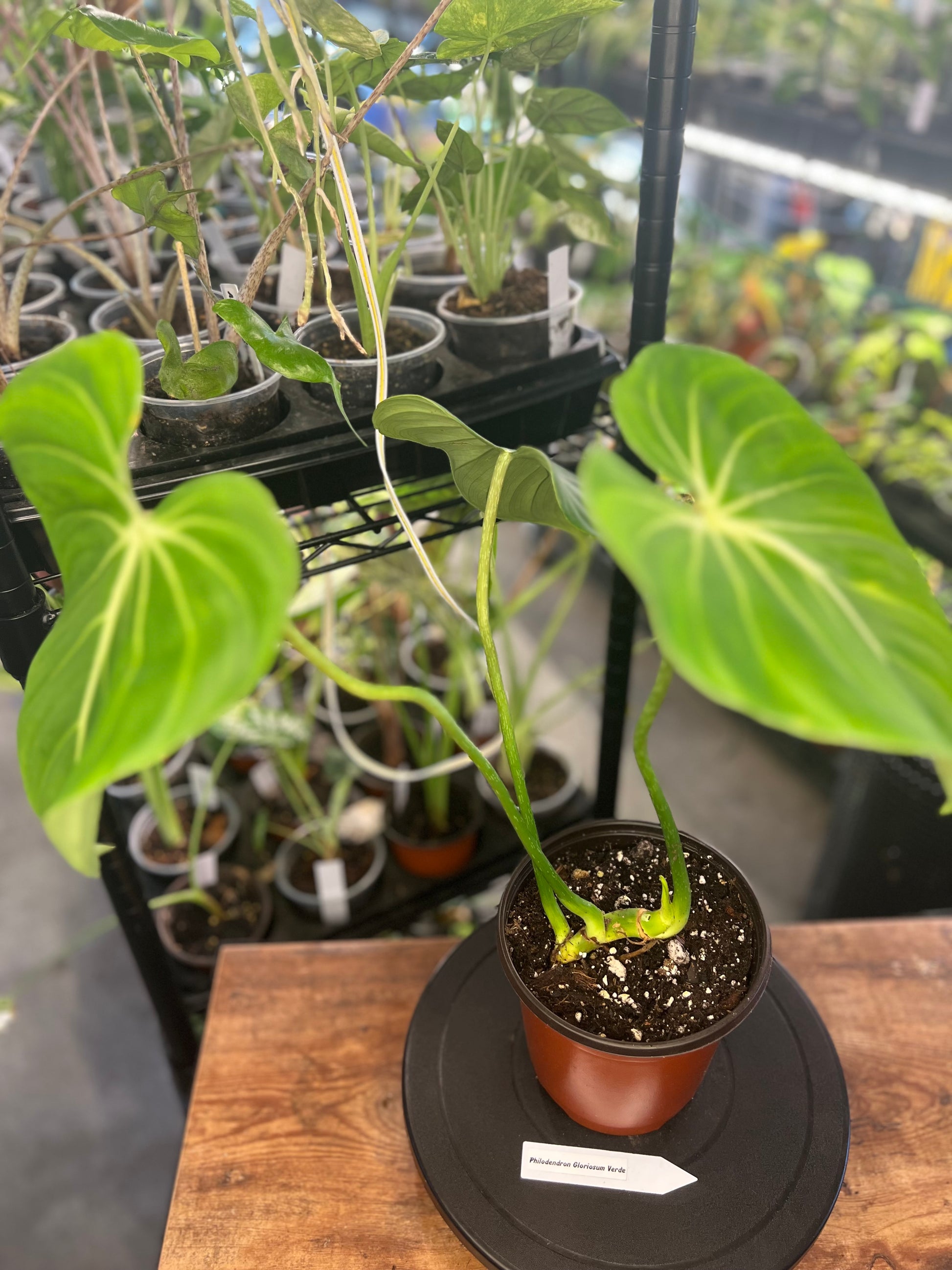 Philodendron Gloriosum Verde (8")