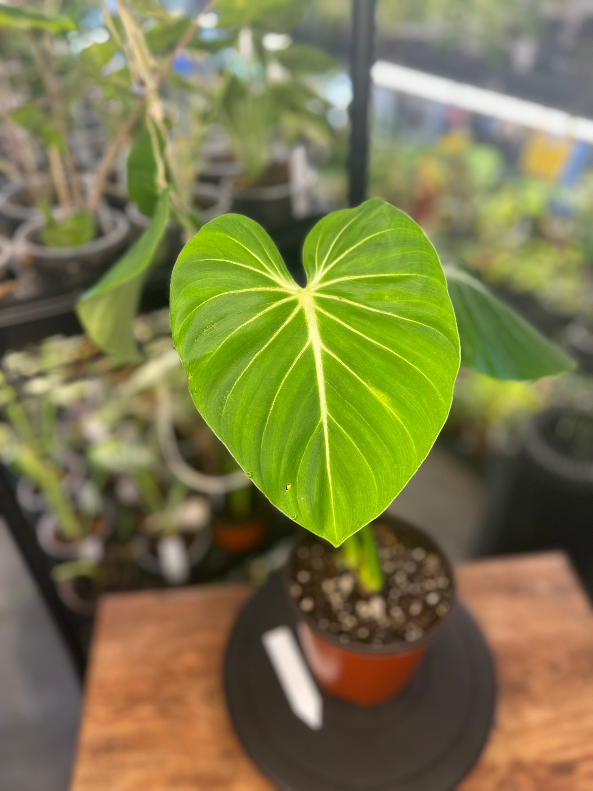 Philodendron Gloriosum Verde (8")