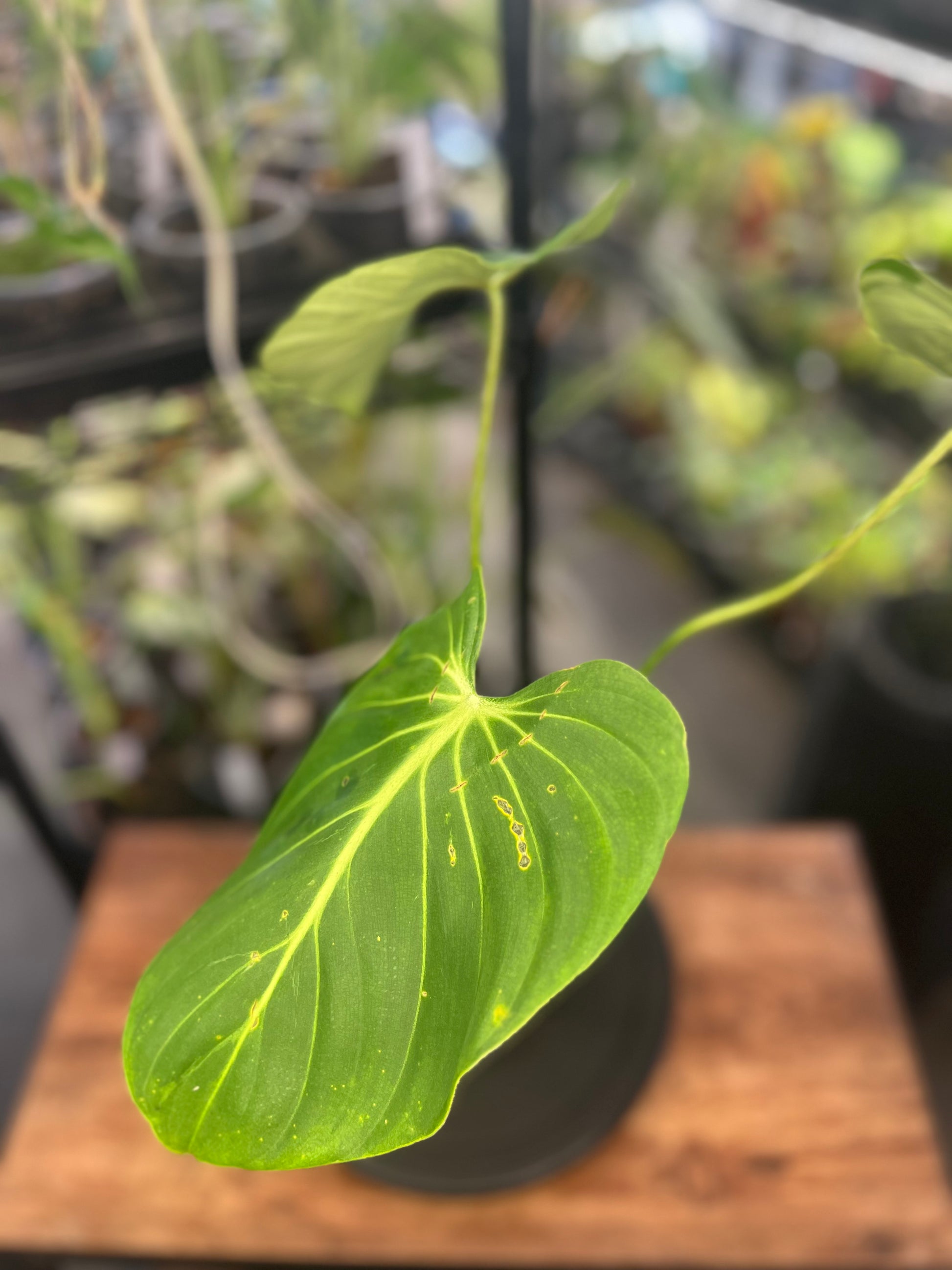 Philodendron Gloriosum Verde (8")