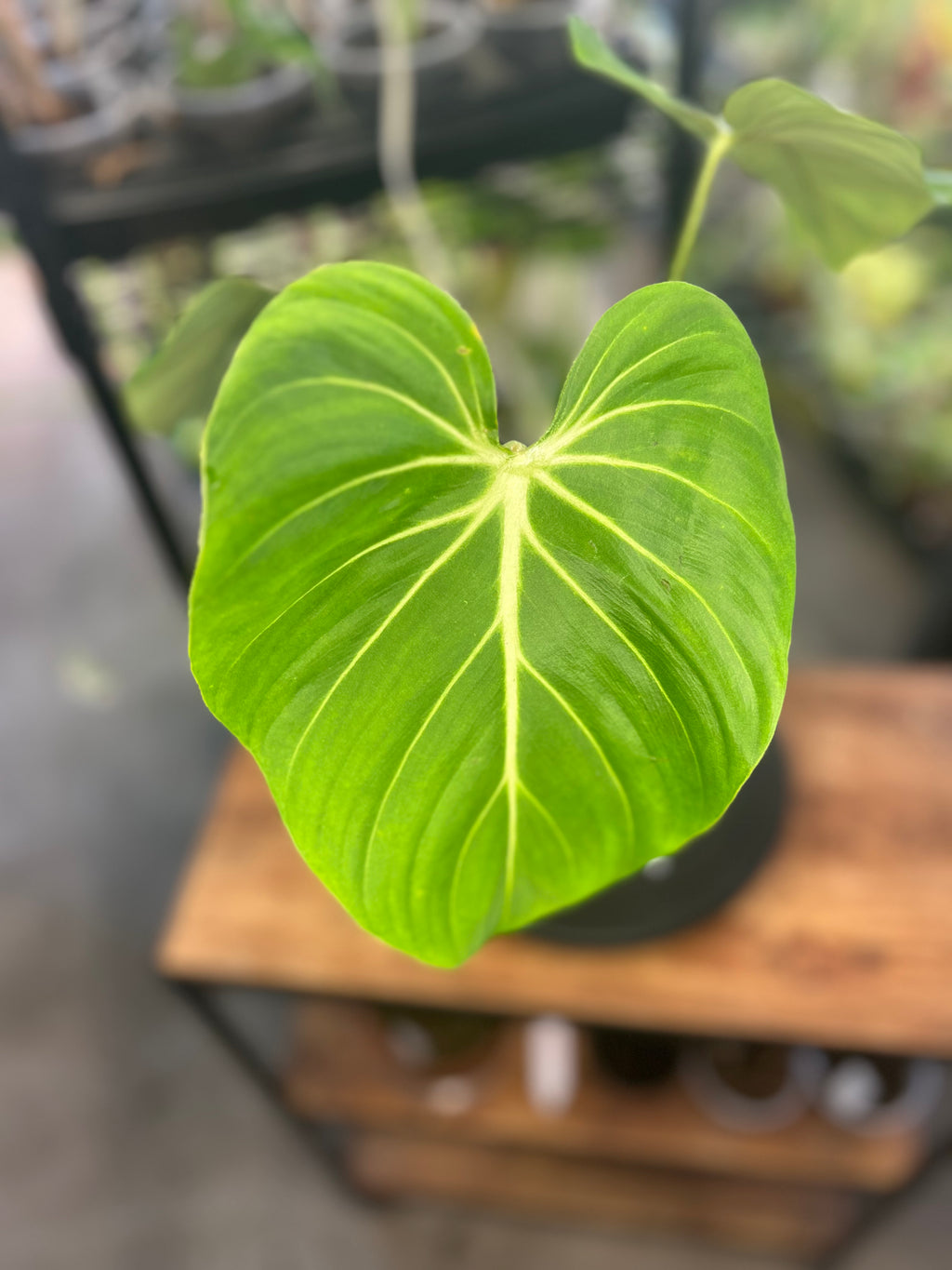 Philodendron Gloriosum Verde (8")