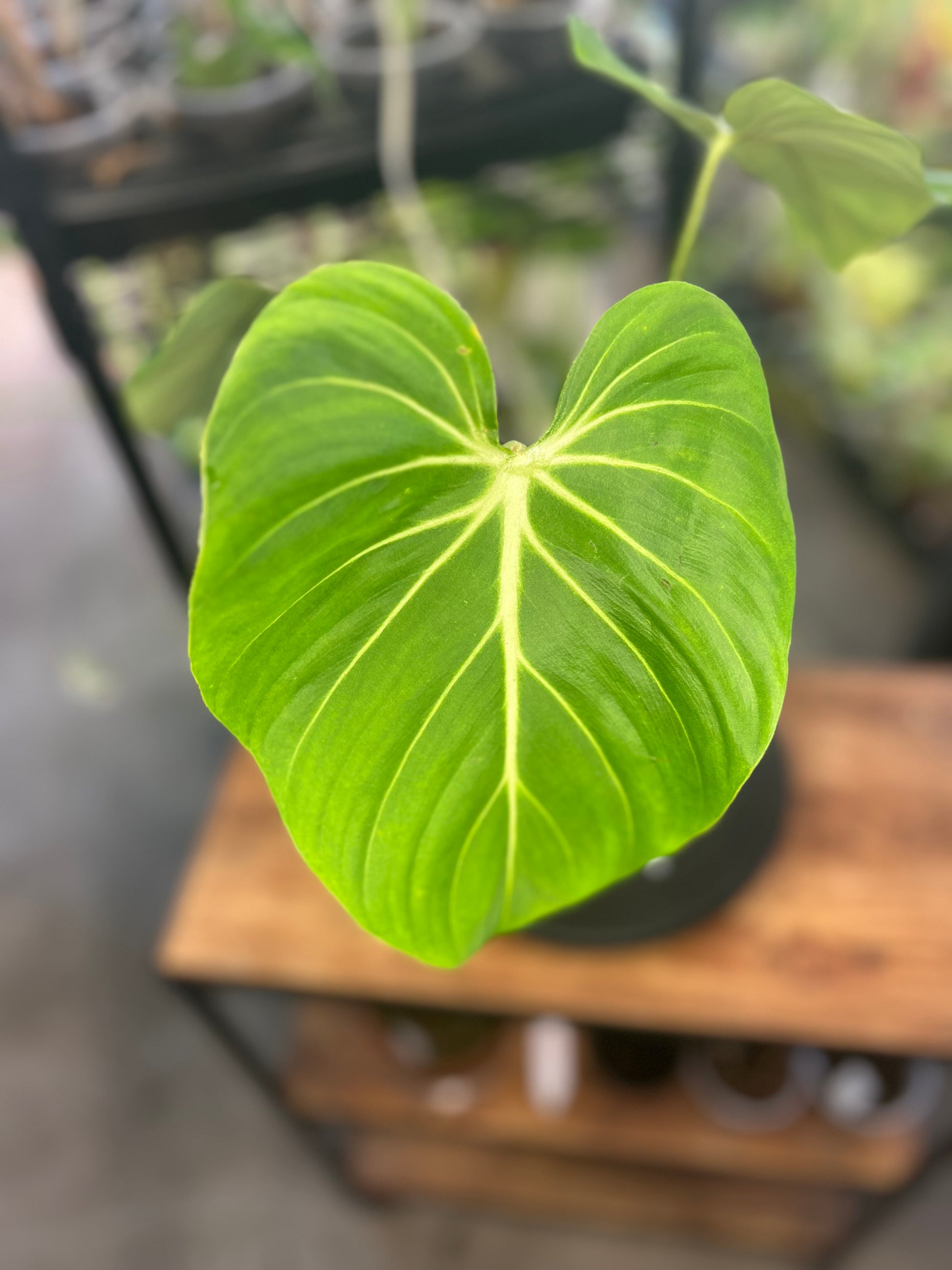 Philodendron Gloriosum Verde (8")