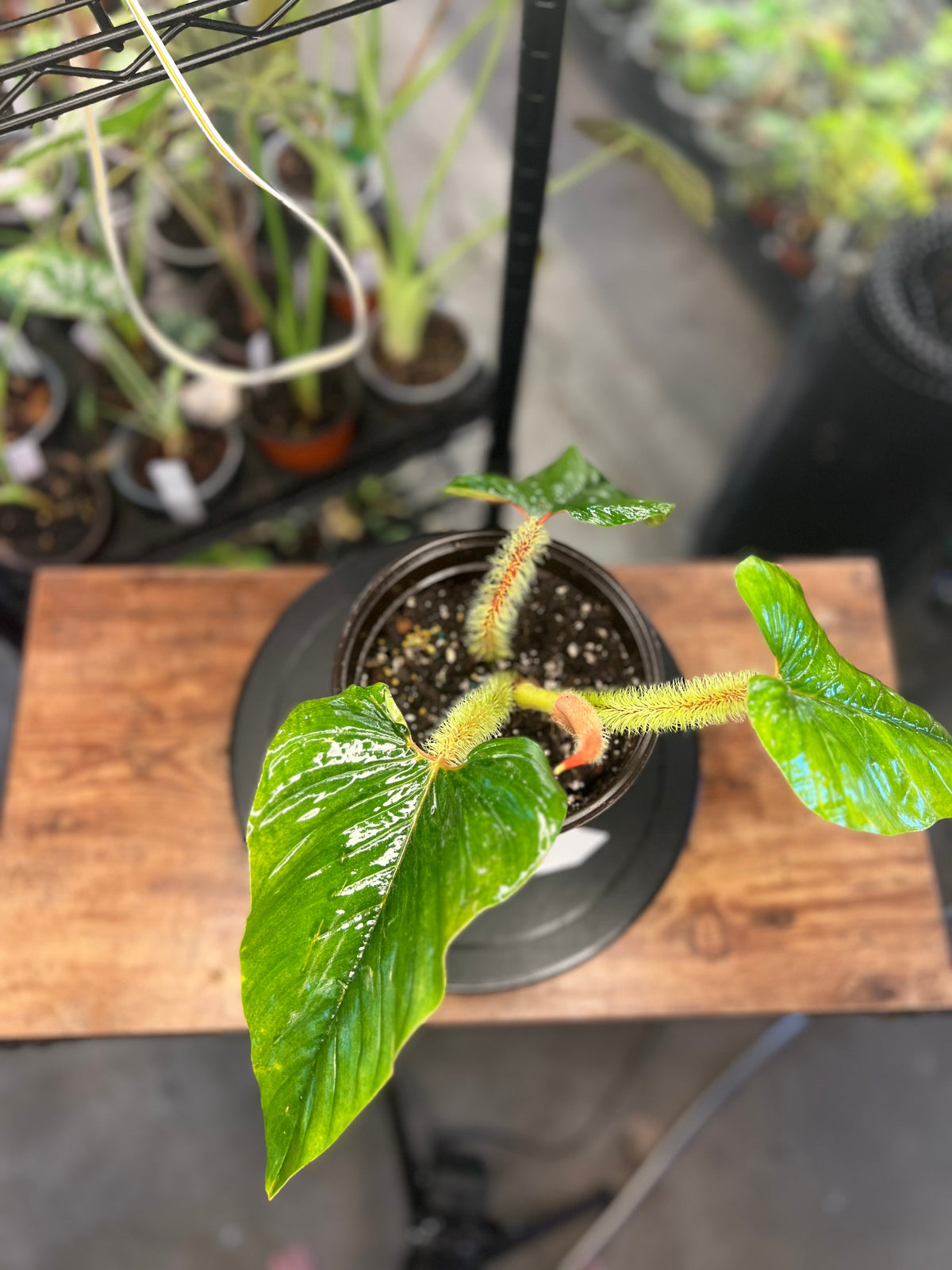 Philodendron serpens live philodendron from Mulliken Nursery