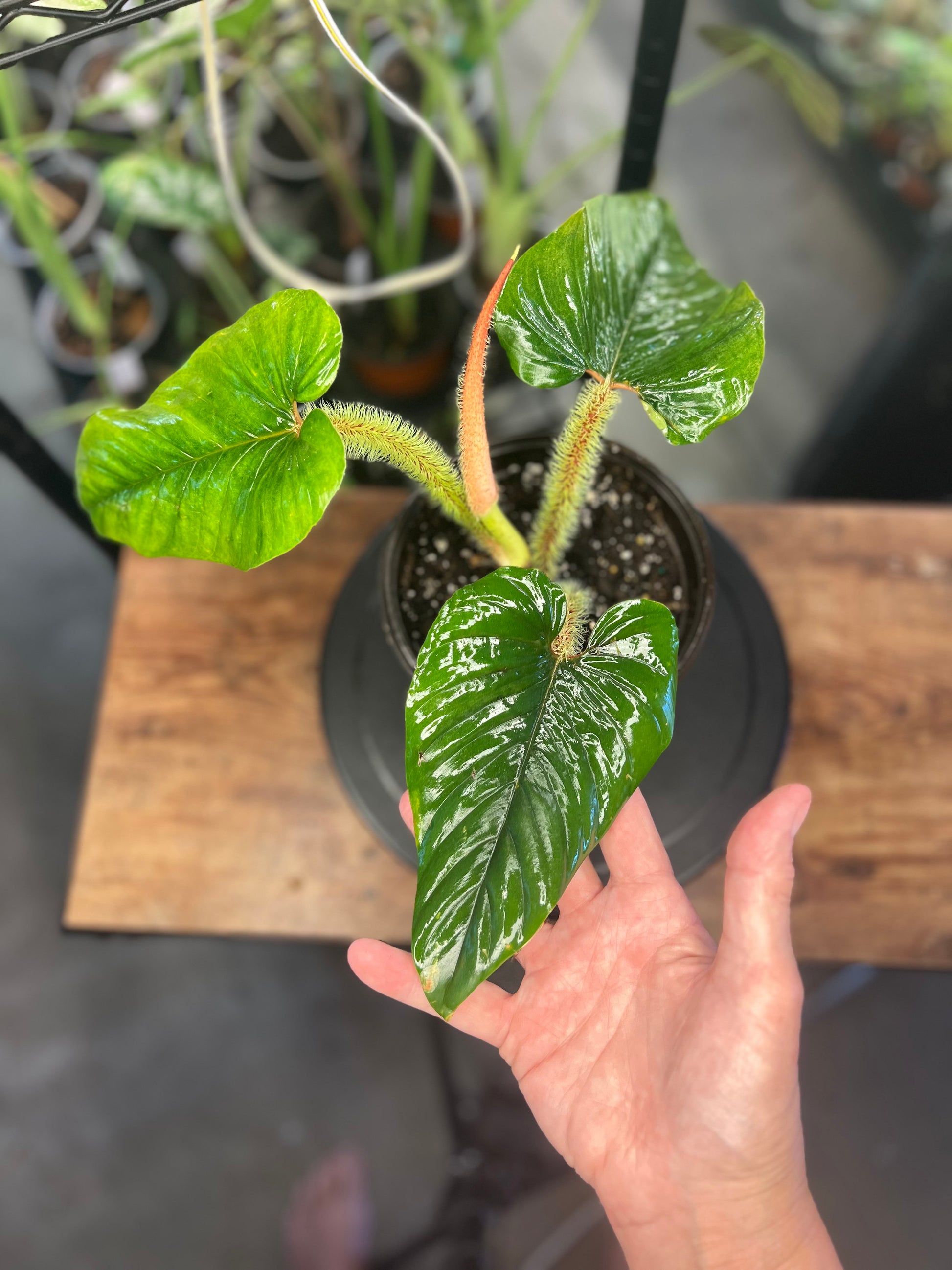 Philodendron Serpen (8")