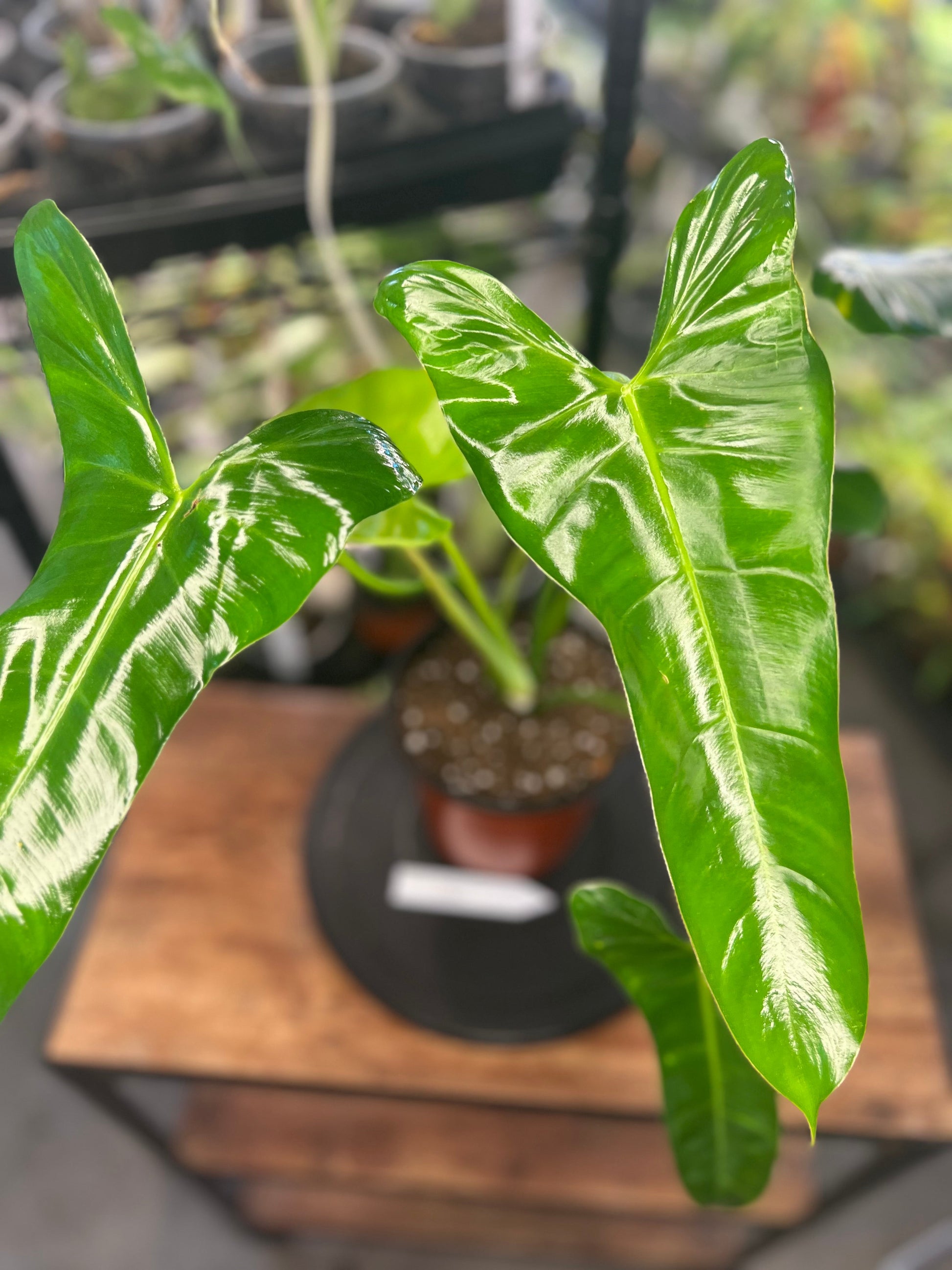 Philodendron Pinnatilobum aff x Philodendron Jose Buono