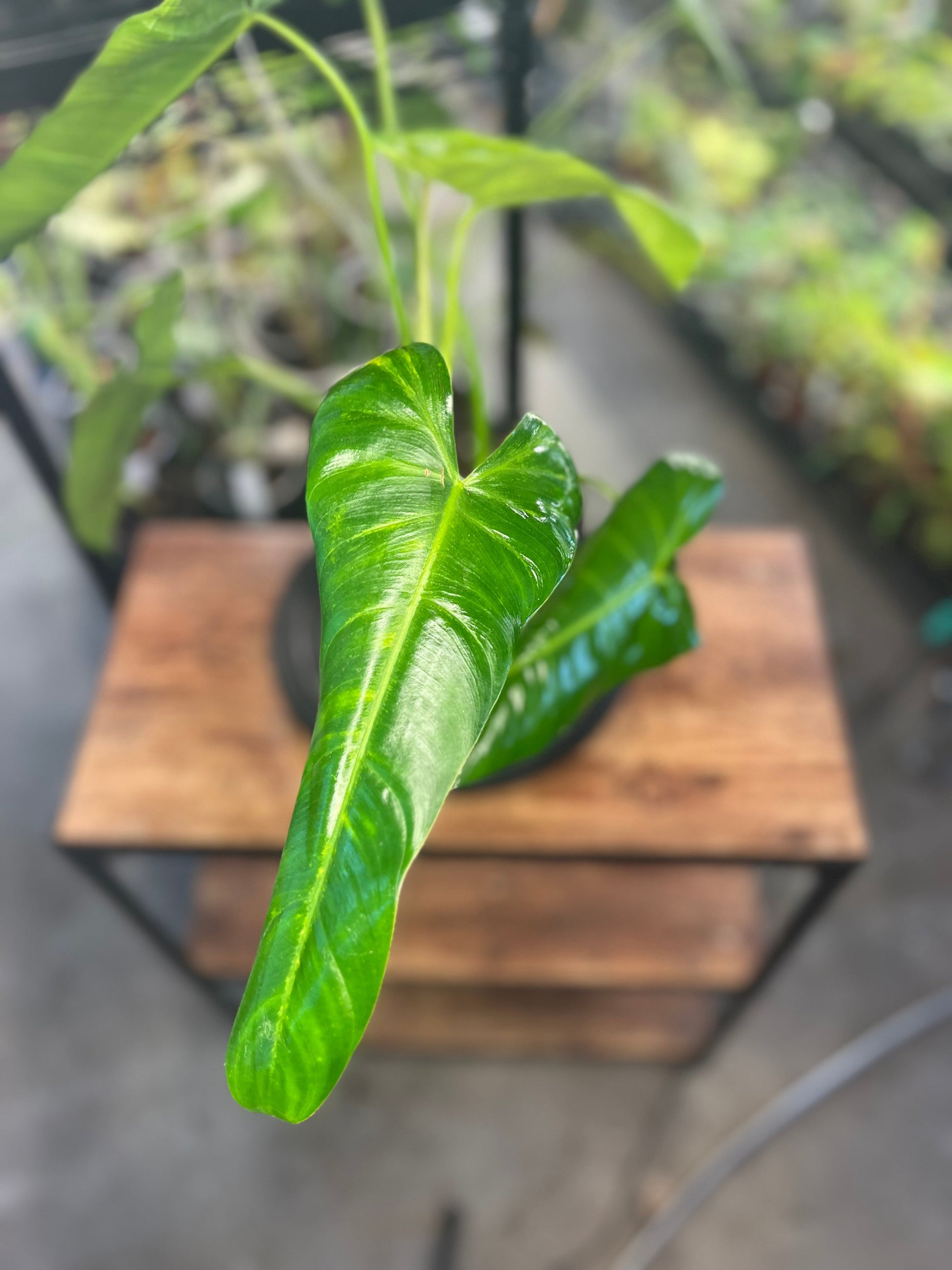 Philodendron Pinnatilobum aff x Philodendron Jose Buono