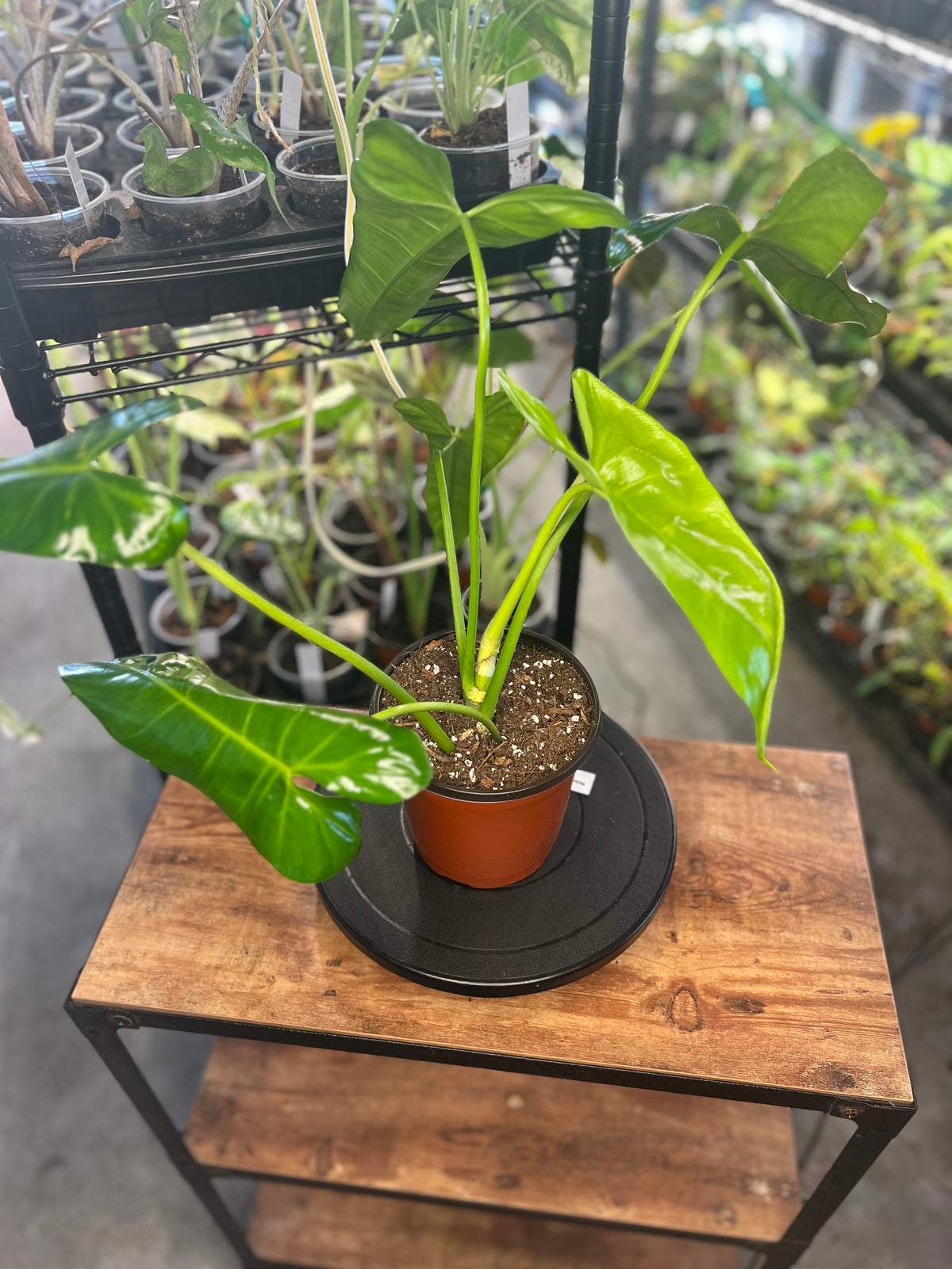 Philodendron Pinnatilobum aff x Philodendron Jose Buono live plant foliage and detail view 3