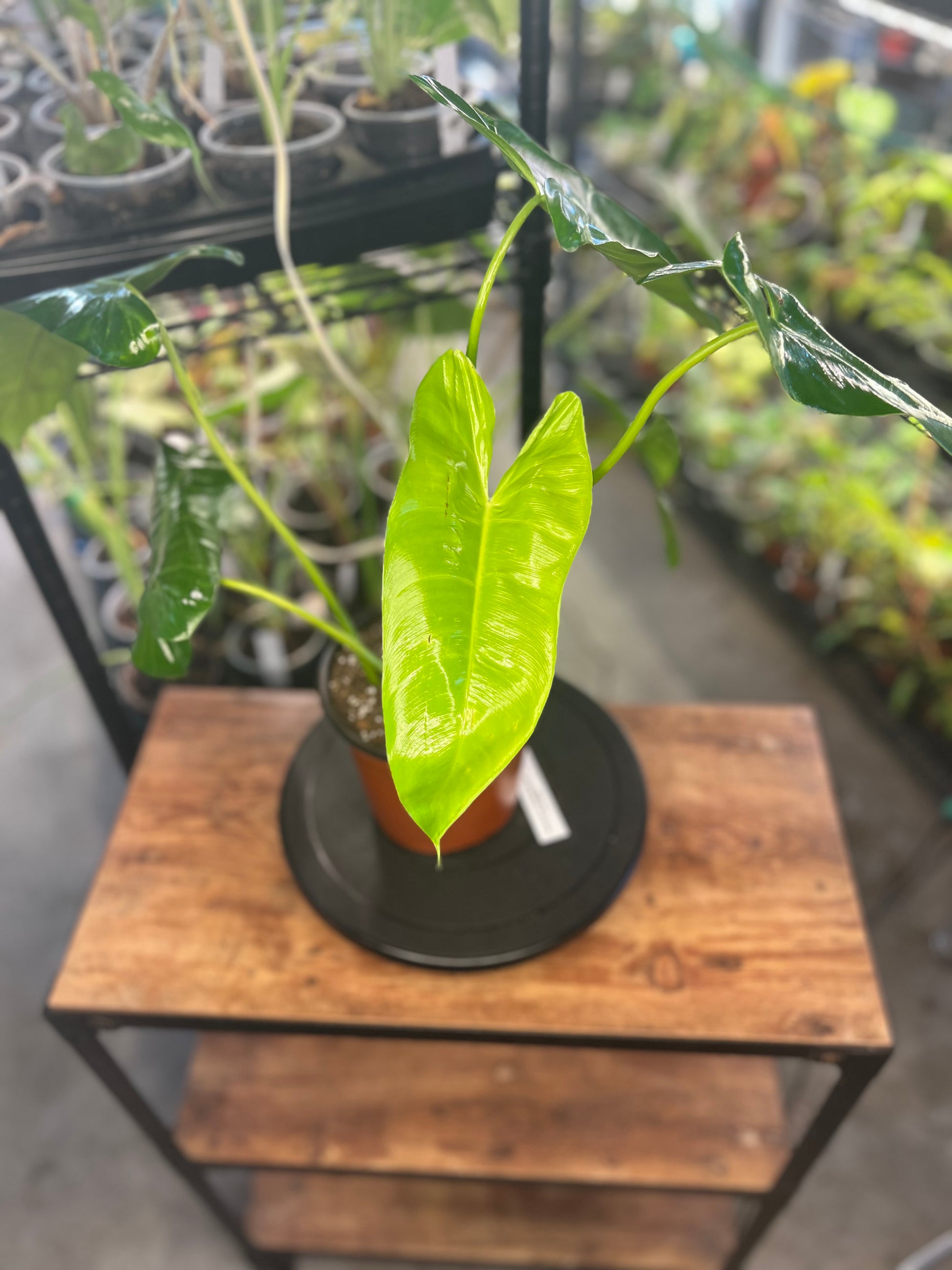 Philodendron Pinnatilobum aff x Philodendron Jose Buono
