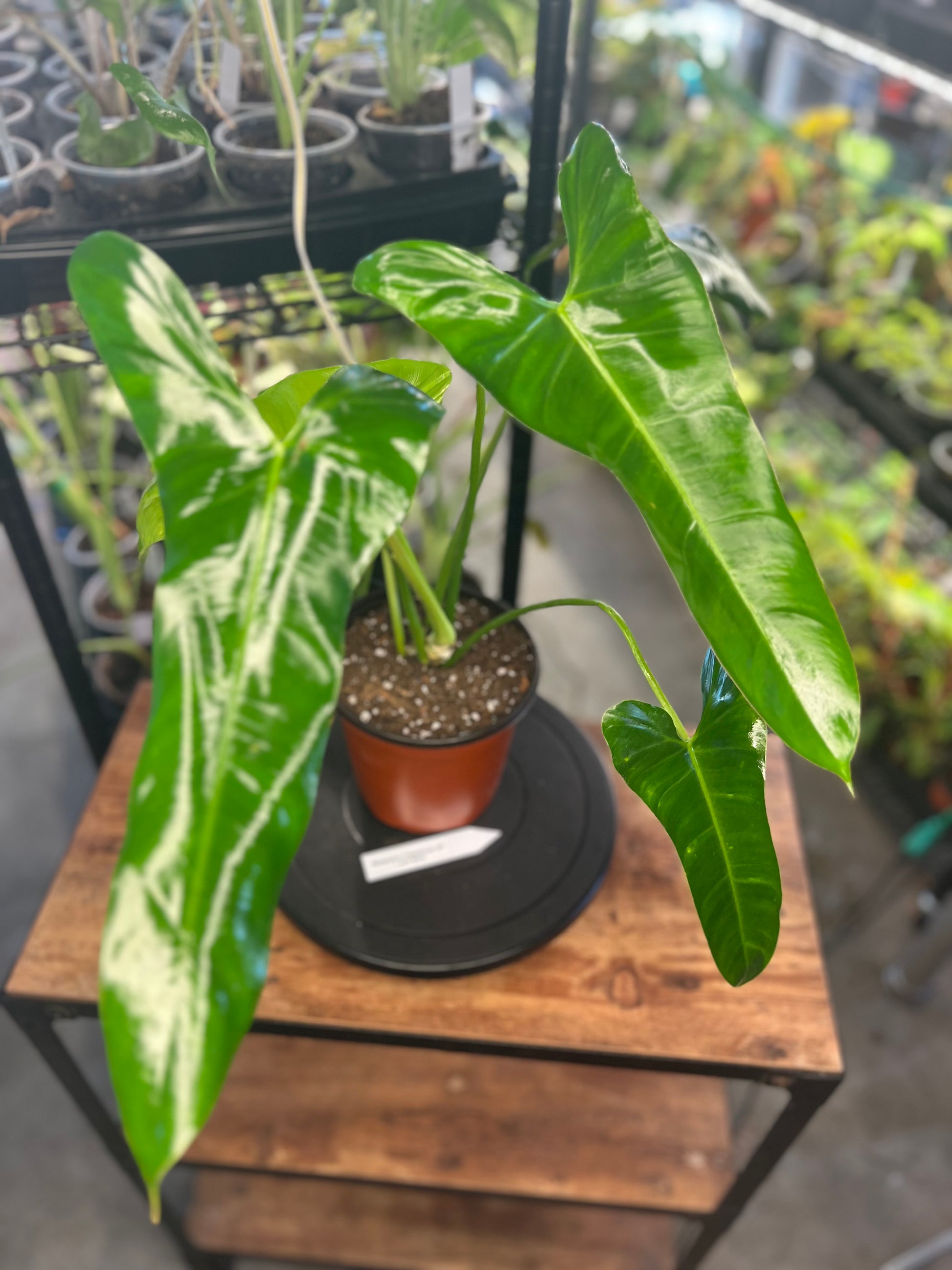 Philodendron Pinnatilobum aff x Philodendron Jose Buono