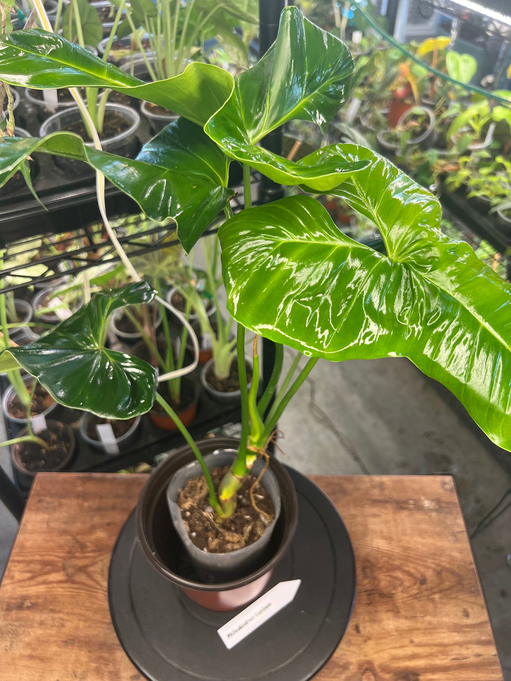 Philodendron Pinnatilobum aff x Philodendron Jose Buono