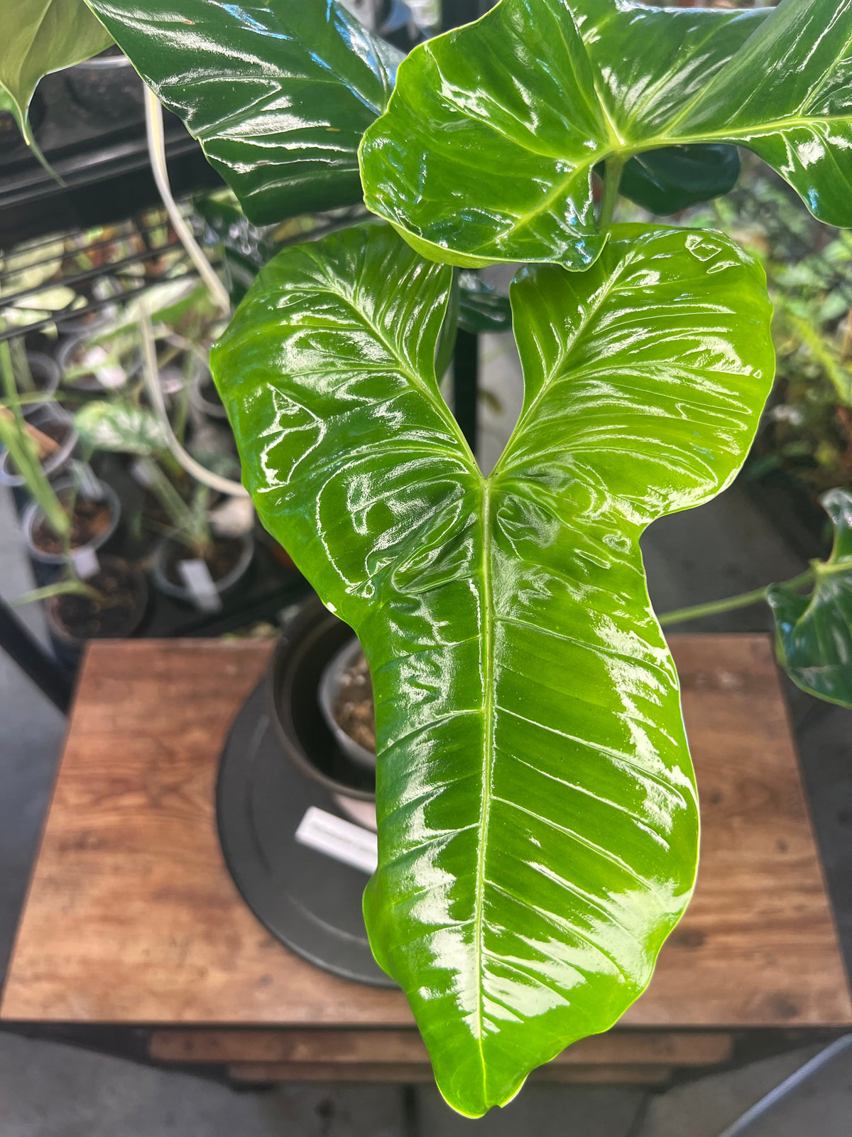Philodendron Pinnatilobum aff x Philodendron Jose Buono live plant foliage and detail view 5