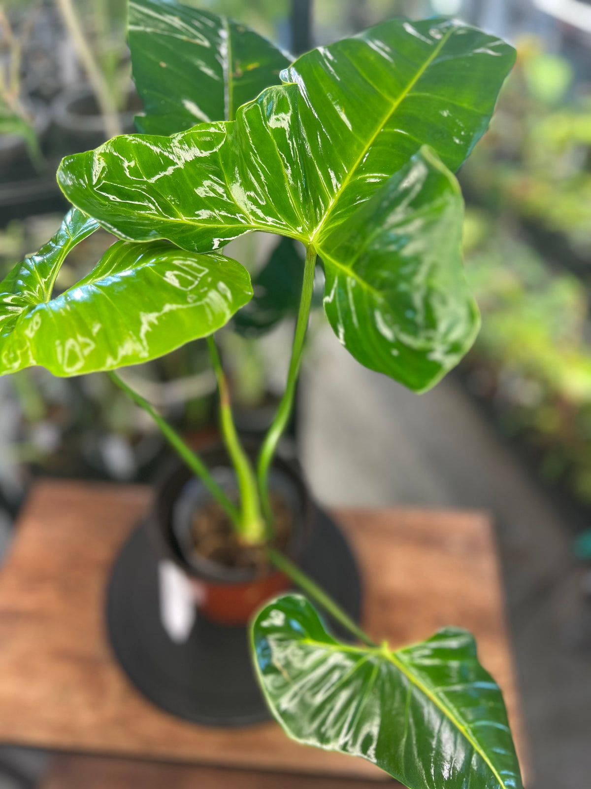 Philodendron Pinnatilobum aff x Philodendron Jose Buono live plant foliage and detail view 6