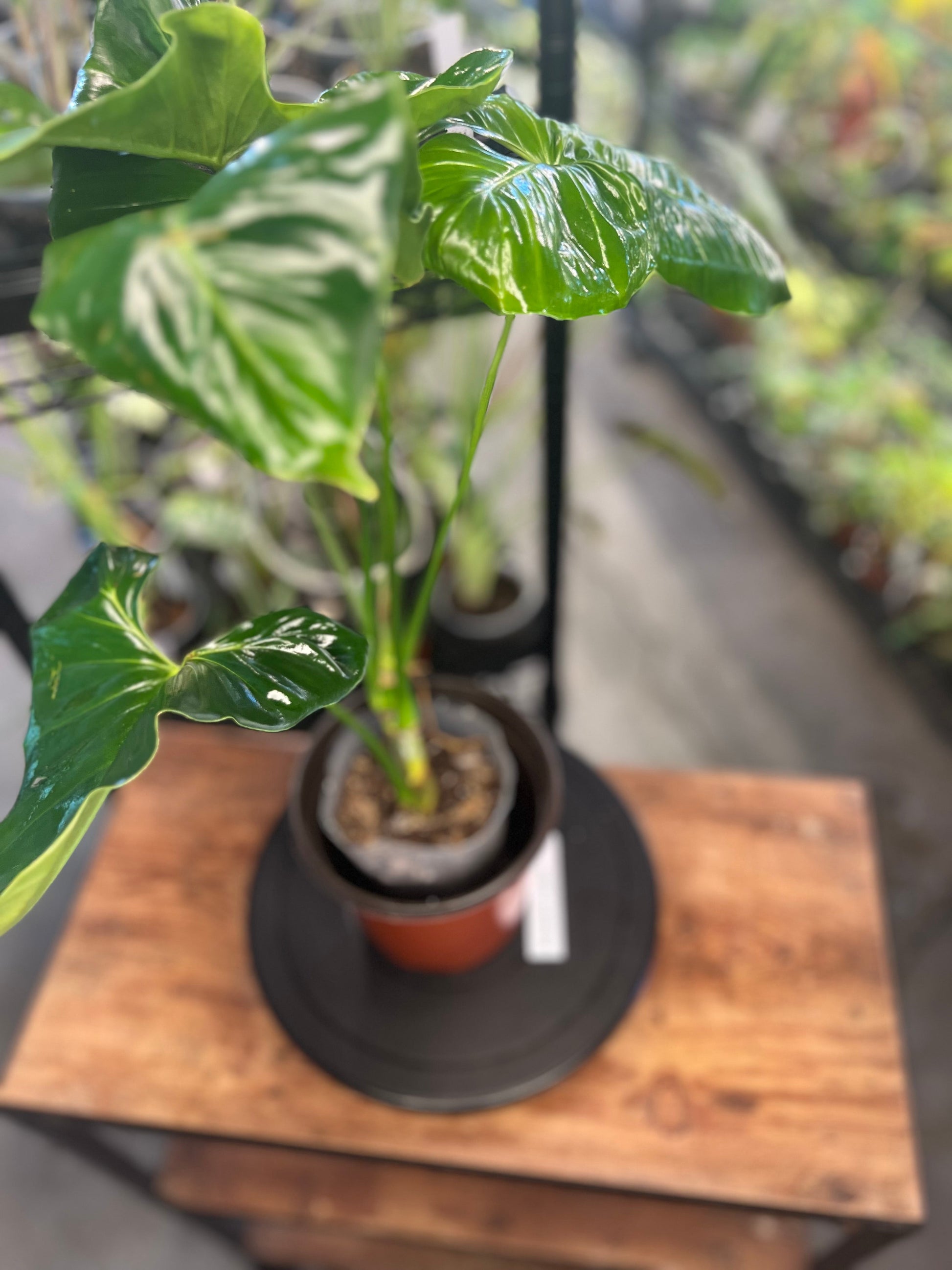 Philodendron Pinnatilobum aff x Philodendron Jose Buono