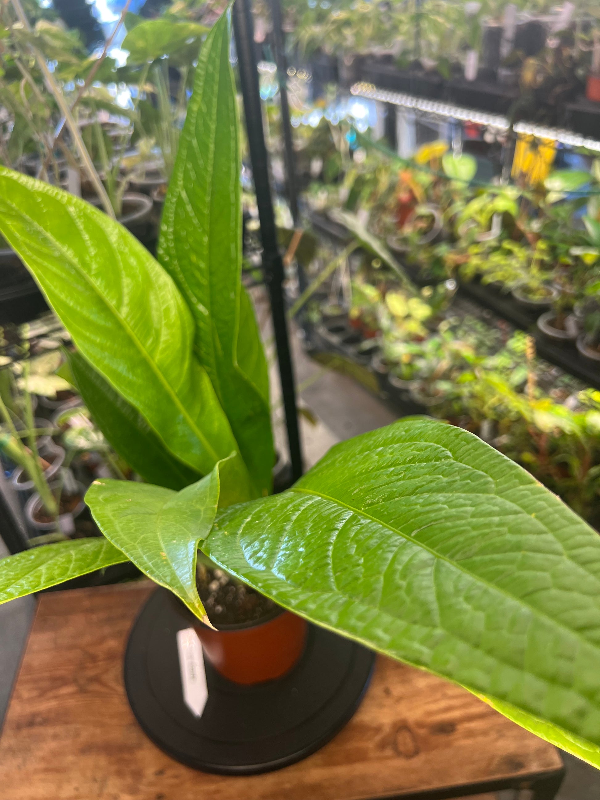 Anthurium Acaule (8")