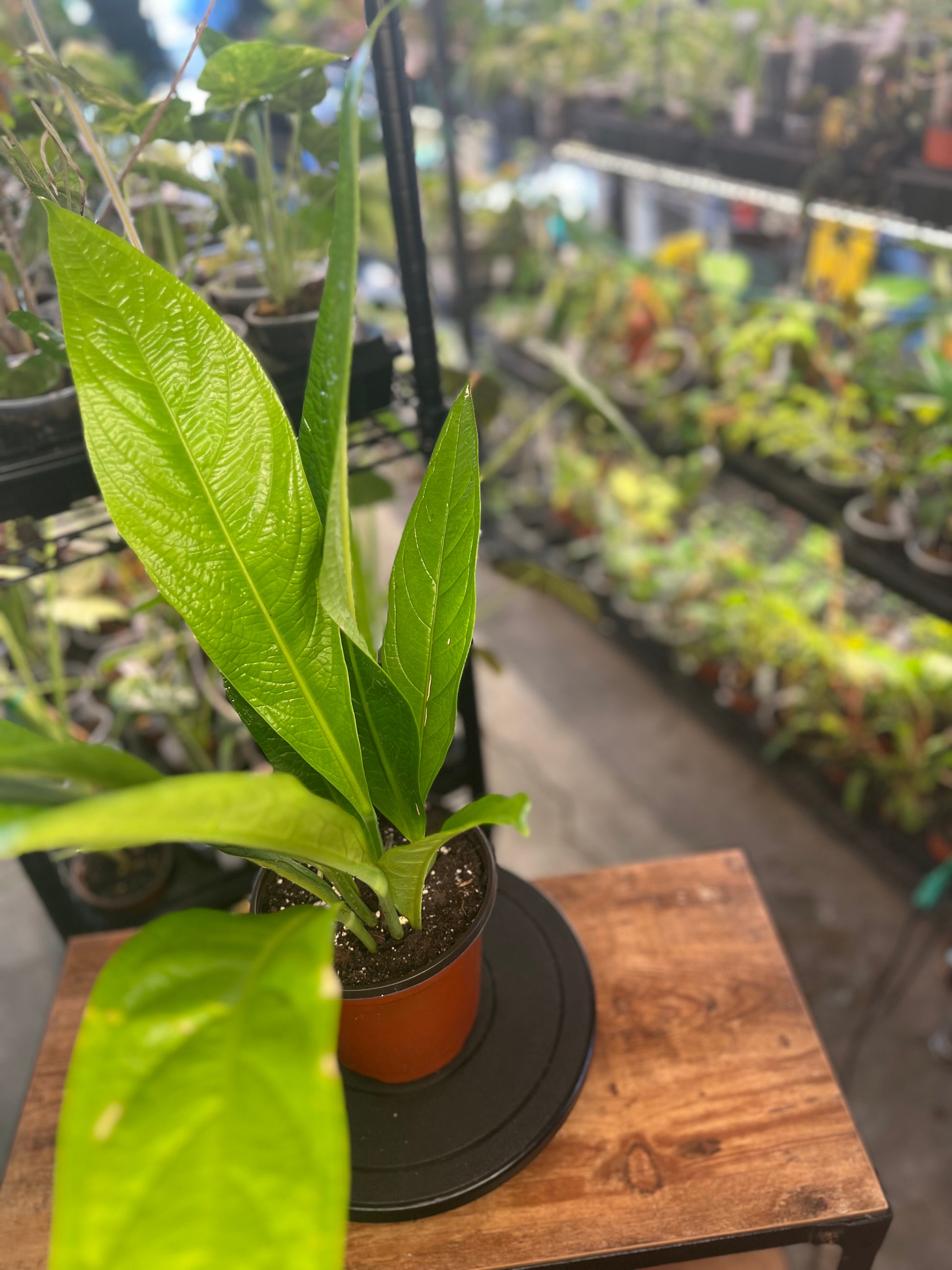 Anthurium Acaule (8")
