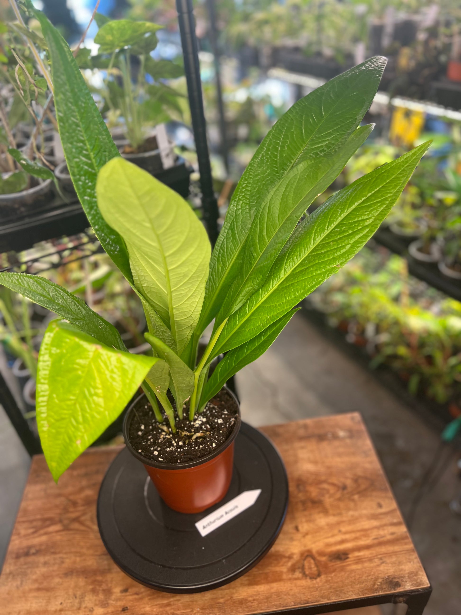 Anthurium Acaule (8")