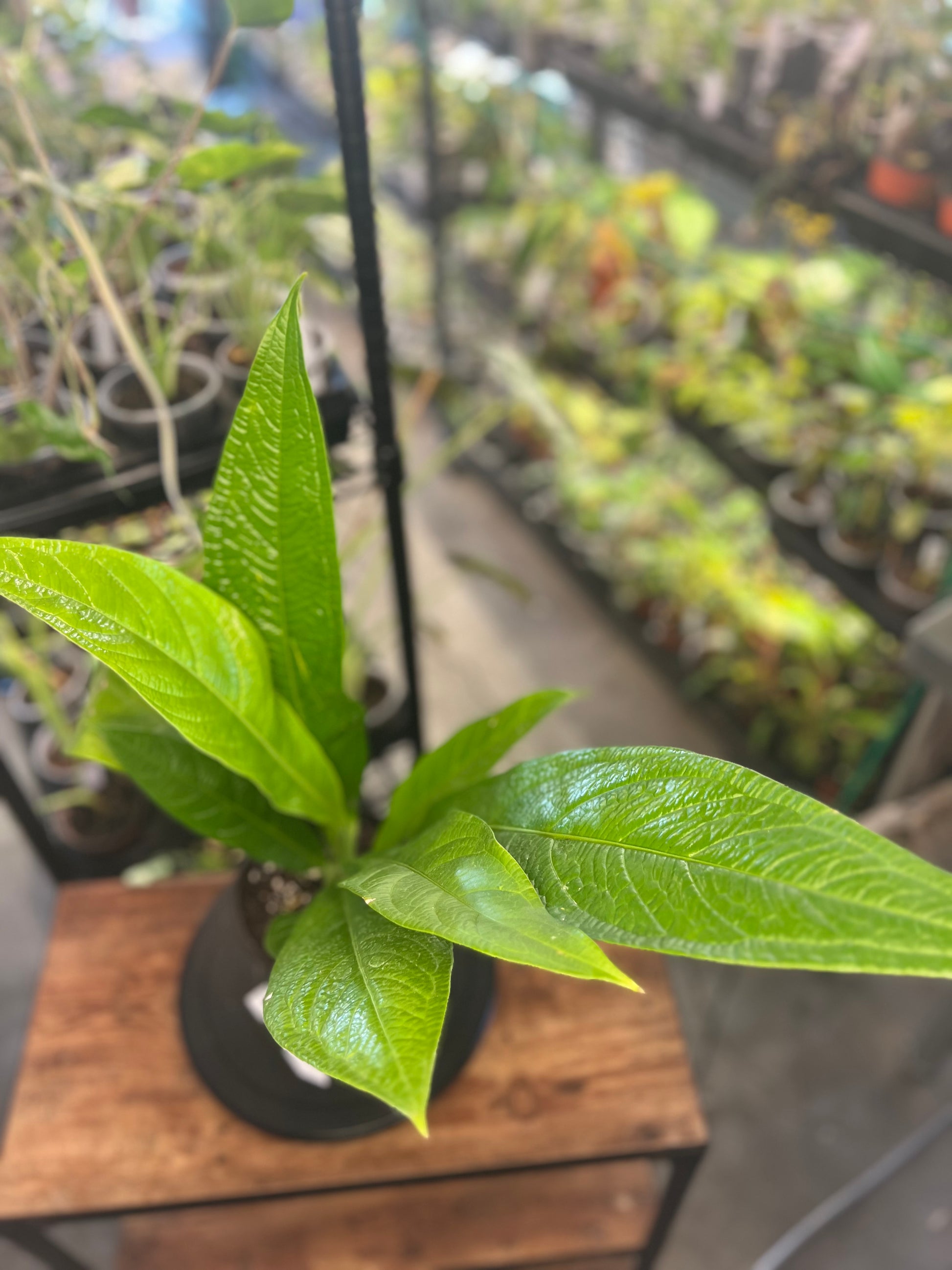 Anthurium Acaule (8")