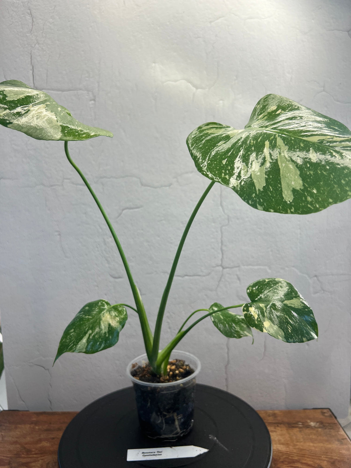 Monstera Thai Constellation live plant foliage and detail view 2