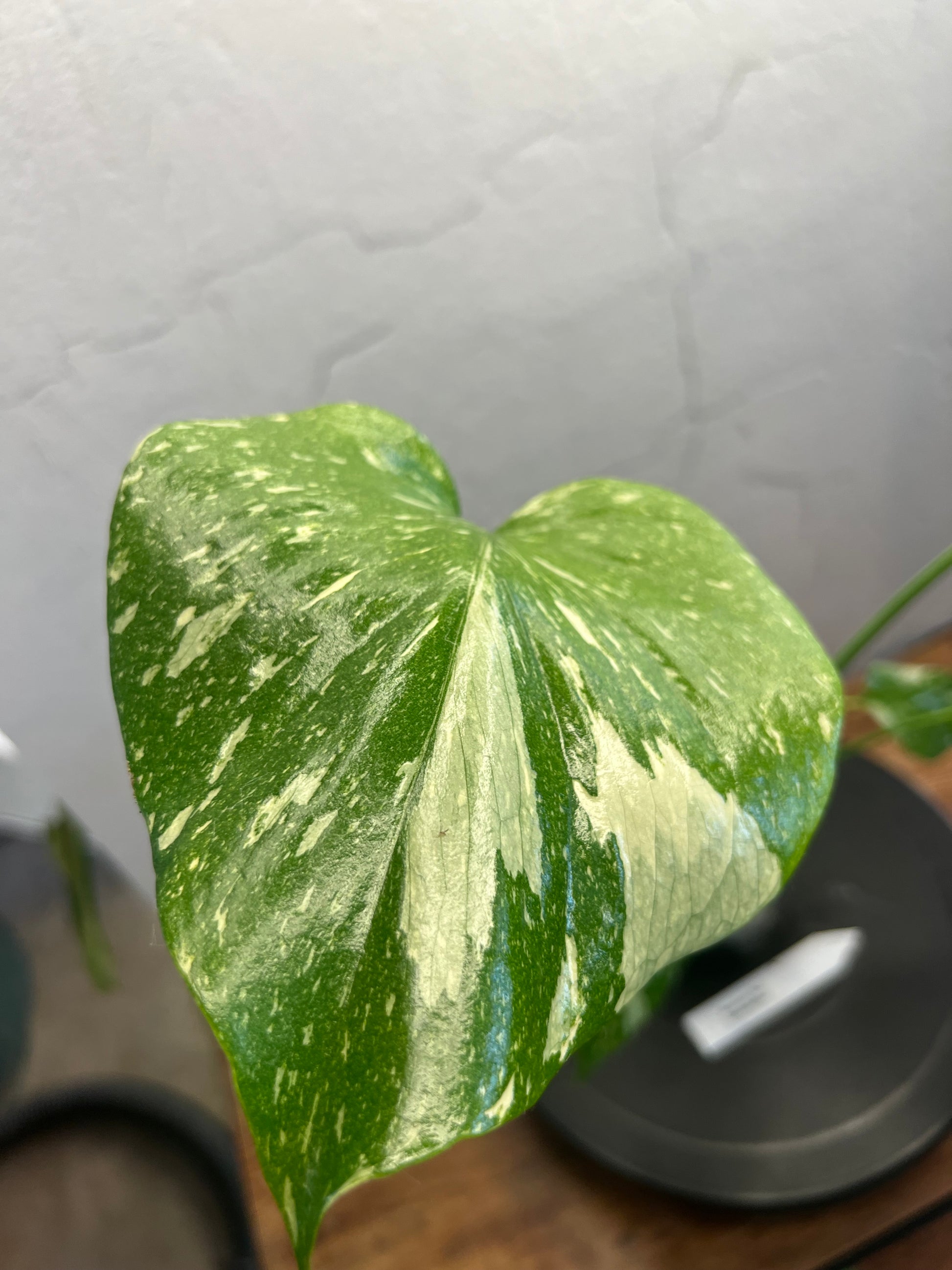 Monstera Thai Constellation