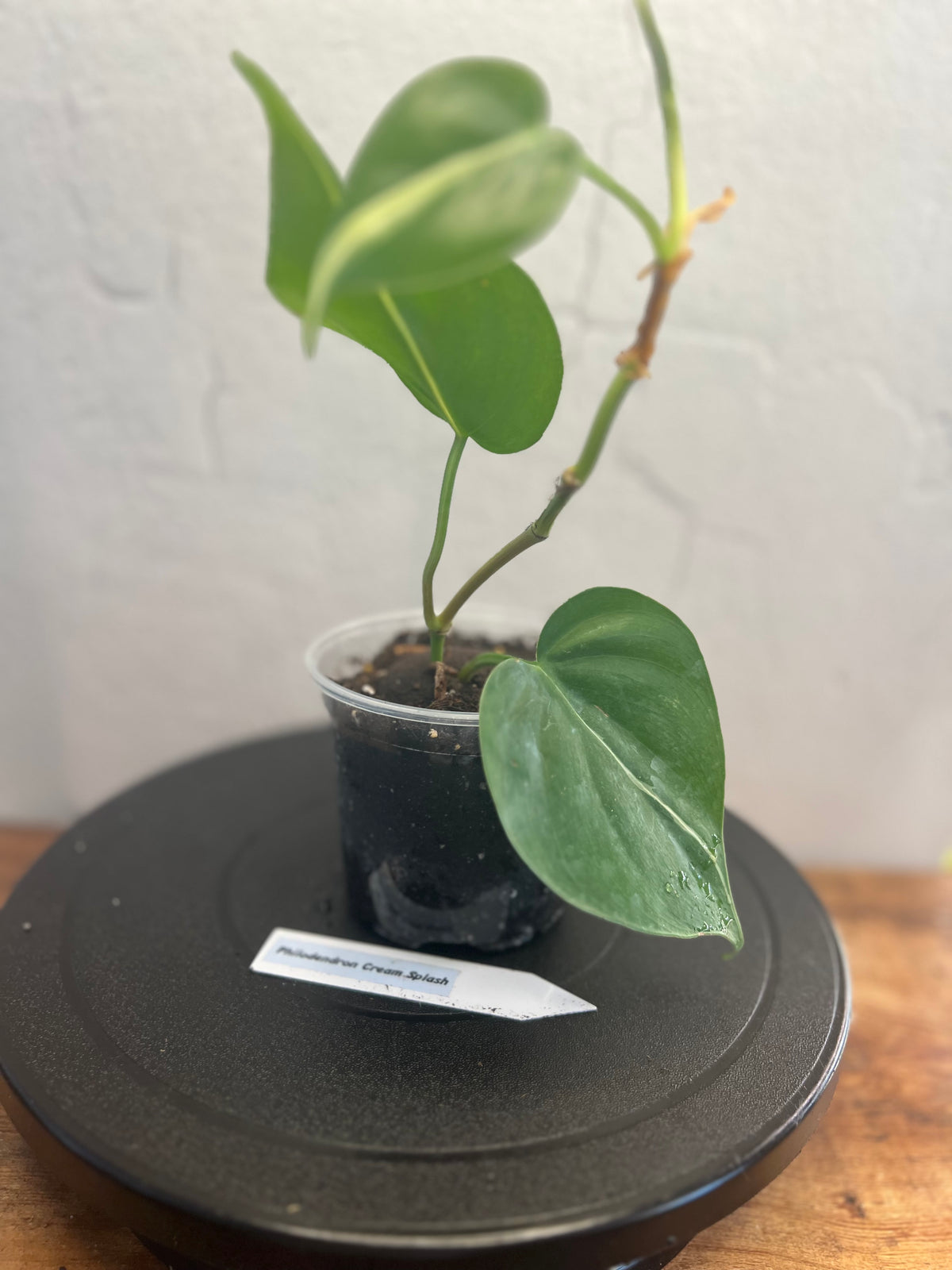 Philodendron Cream Splash live philodendron from Mulliken Nursery