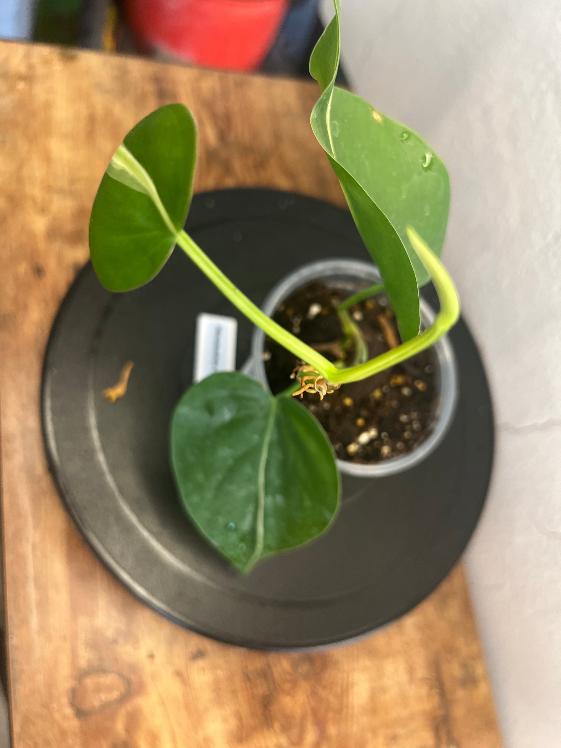 Philodendron Cream Splash