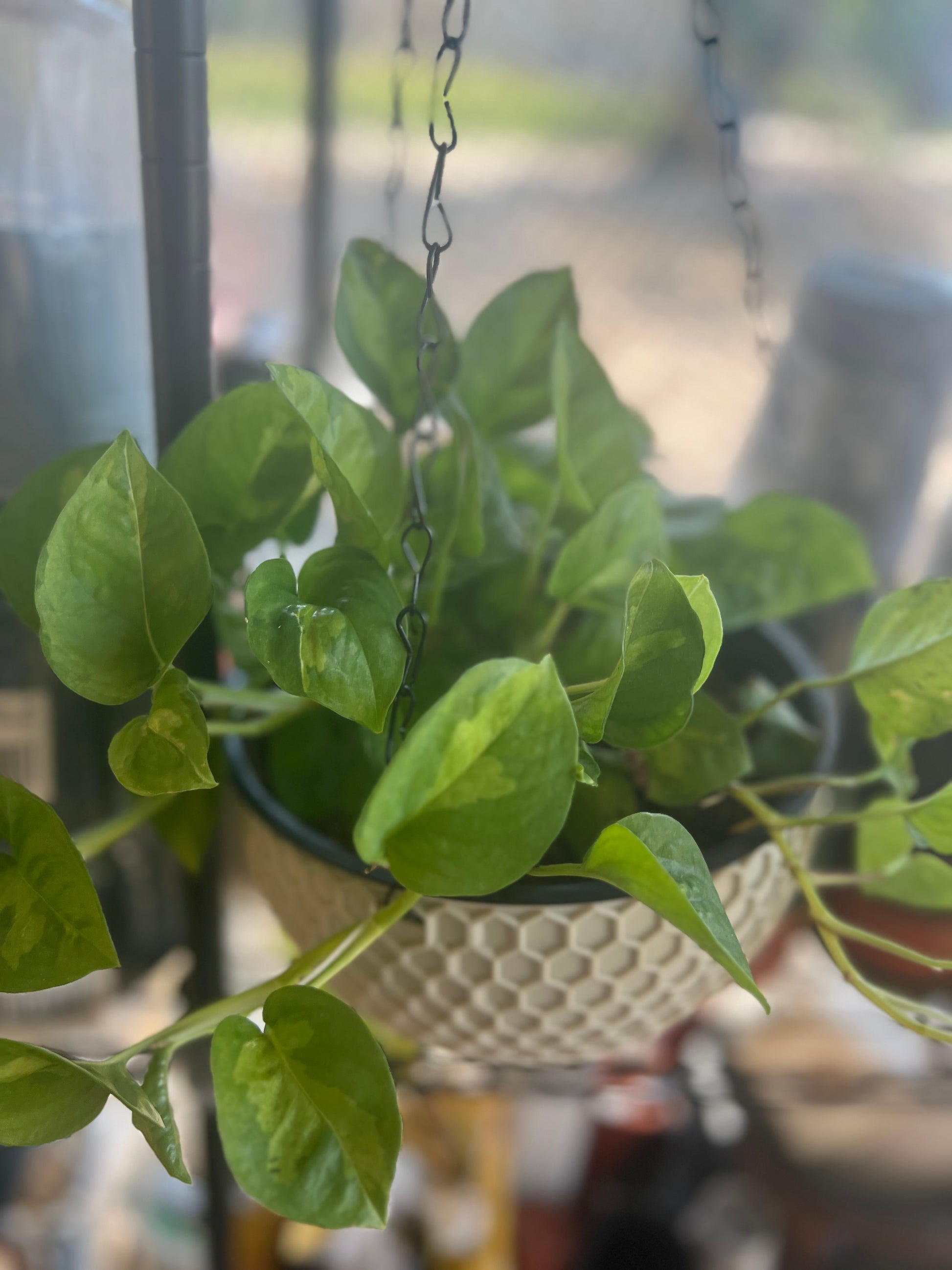 Epipremnum aureum 'Global Green'(Basket)