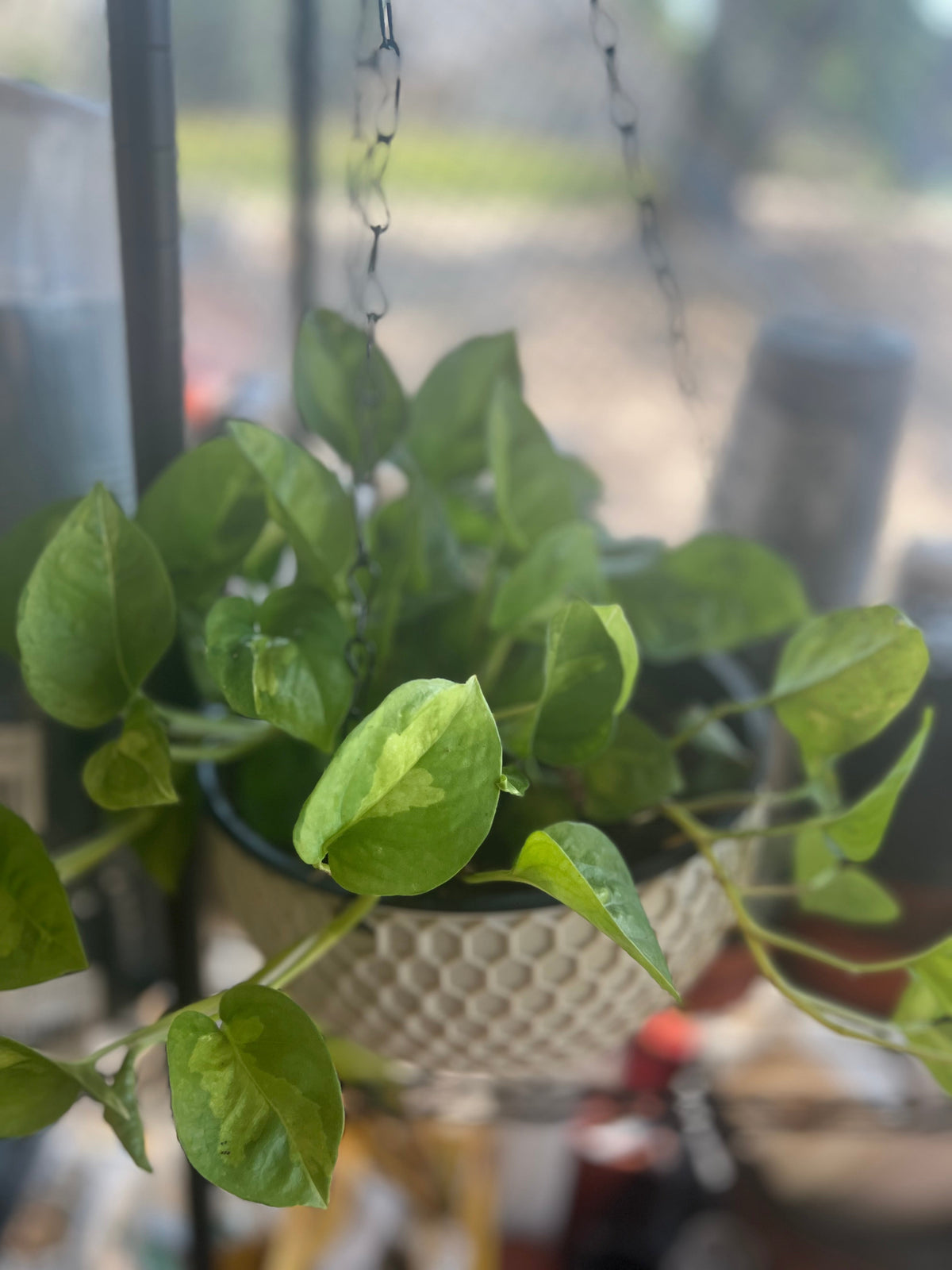 Epipremnum aureum 'Global Green' (Optional Basket) live pothos from Mulliken Nursery