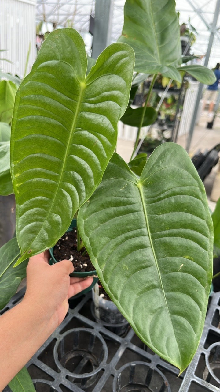 Anthurium King “Veitchii” - 6in