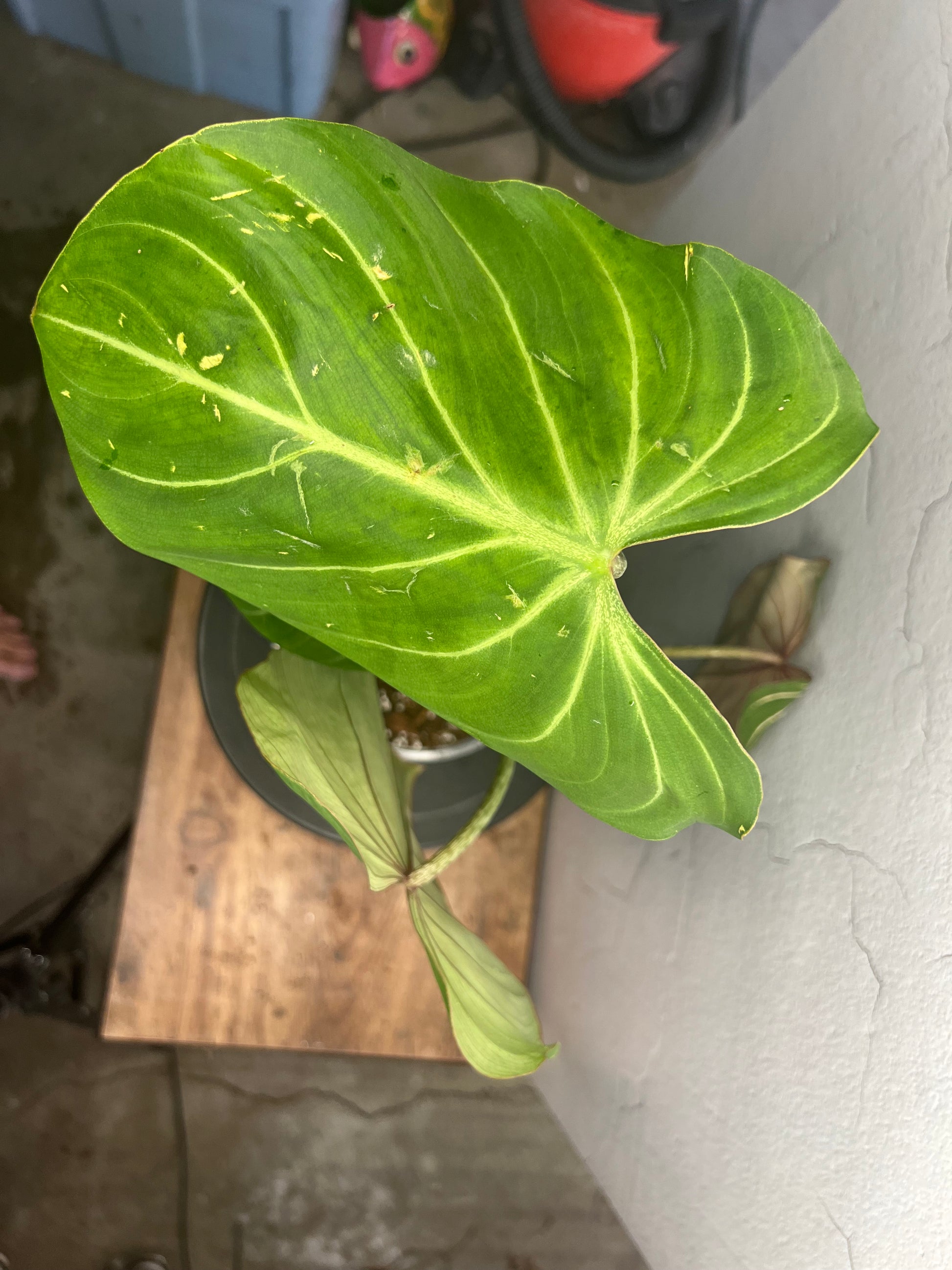 Philodendron Gloriosum Verde
