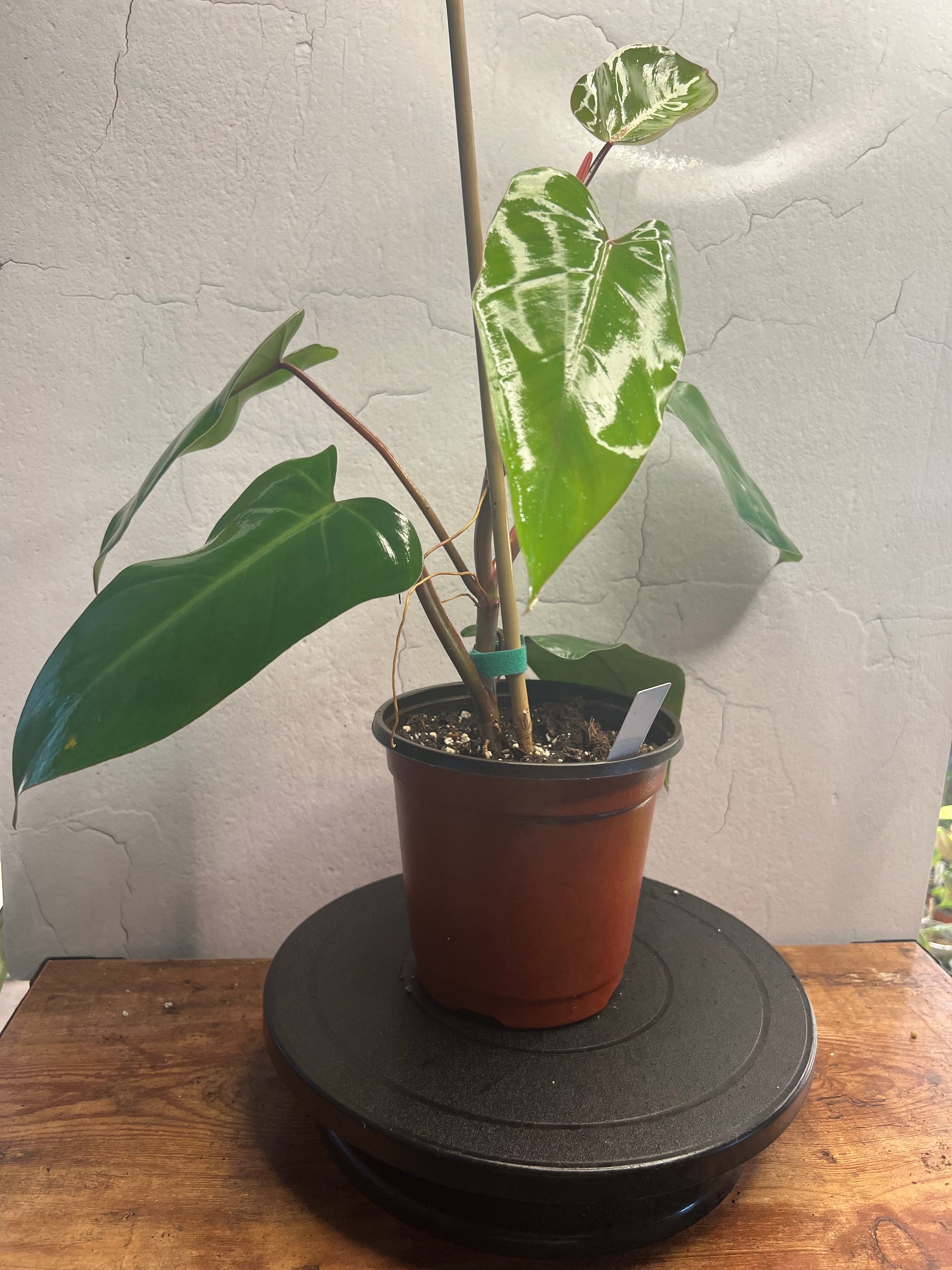 Philodendron Florida Bronze - 8in